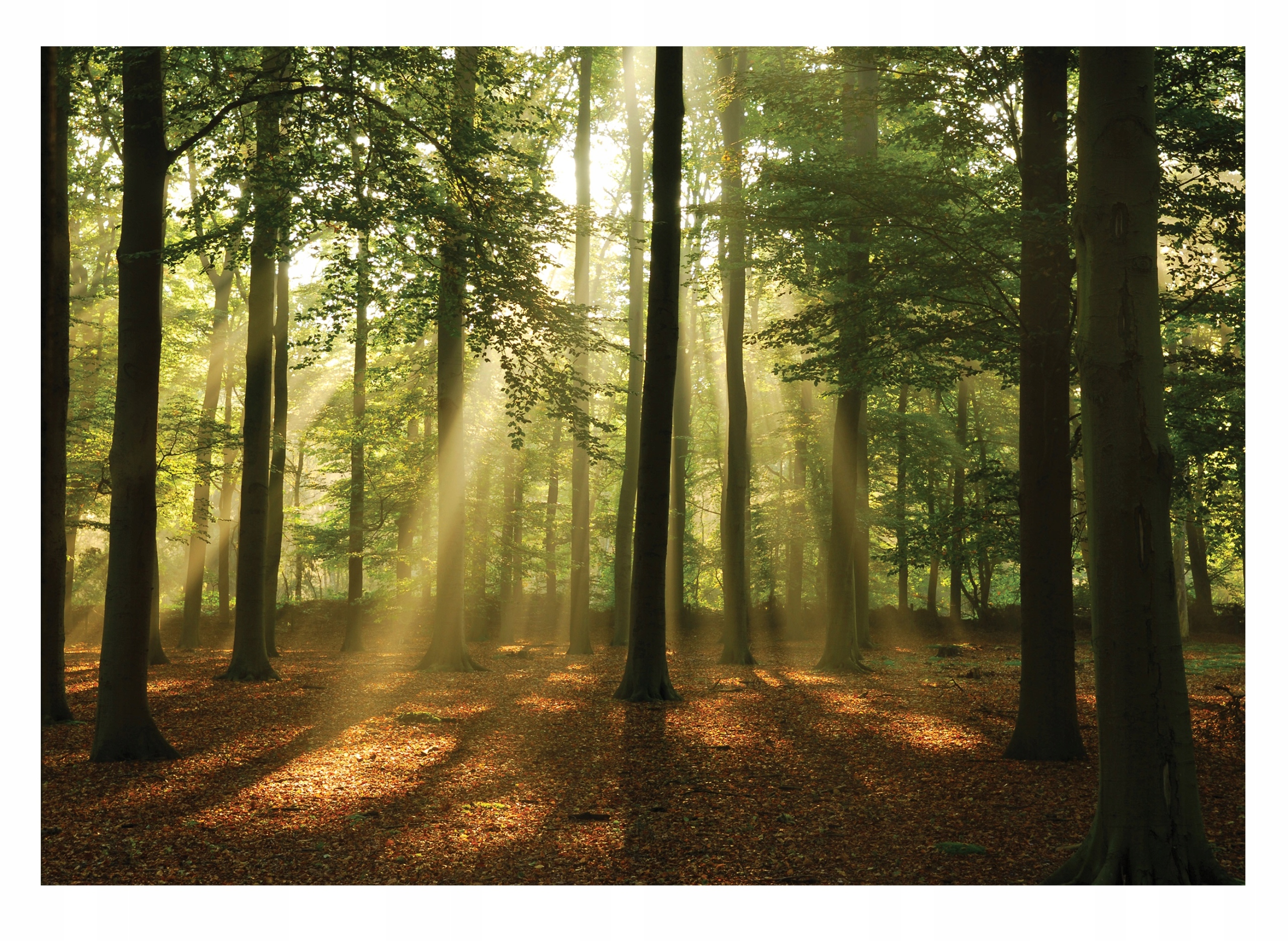 Fototapeta Les Stromy Slnko Príroda Obývacia izba 312x219