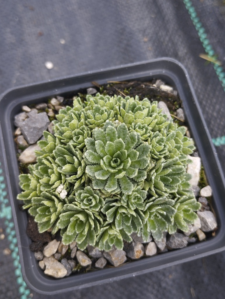 Skalnica - Saxifraga 'Pythagoras'