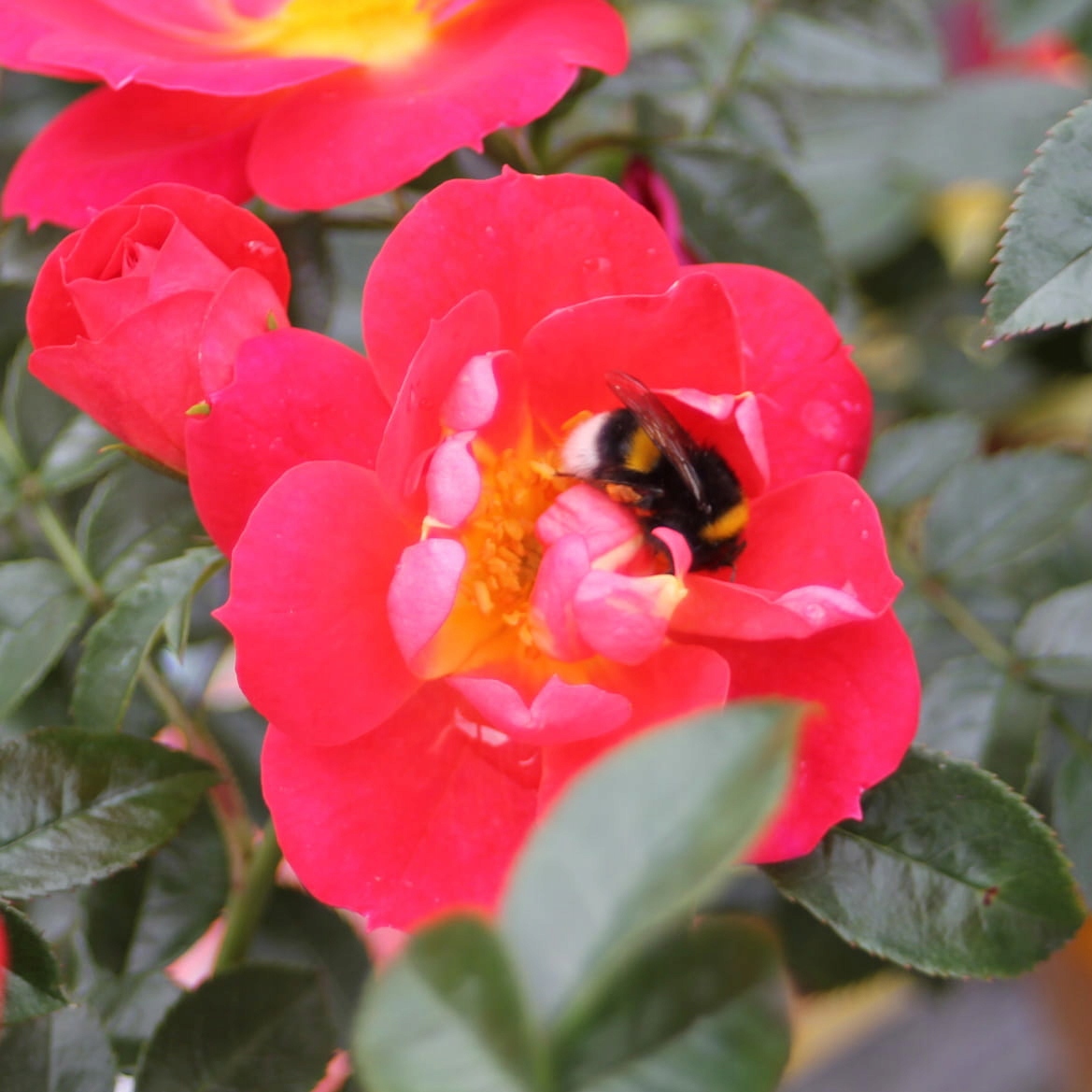 Róża miniaturowa BIENENWEIDE HELLROT - Doniczka 2L