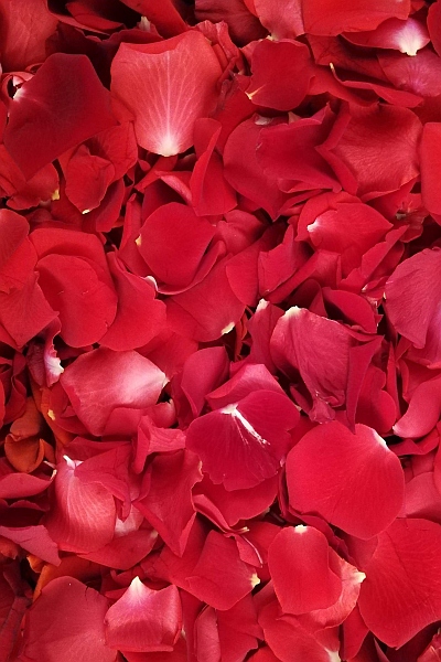 Płatki róż ŻYWE czerwone Marka inna