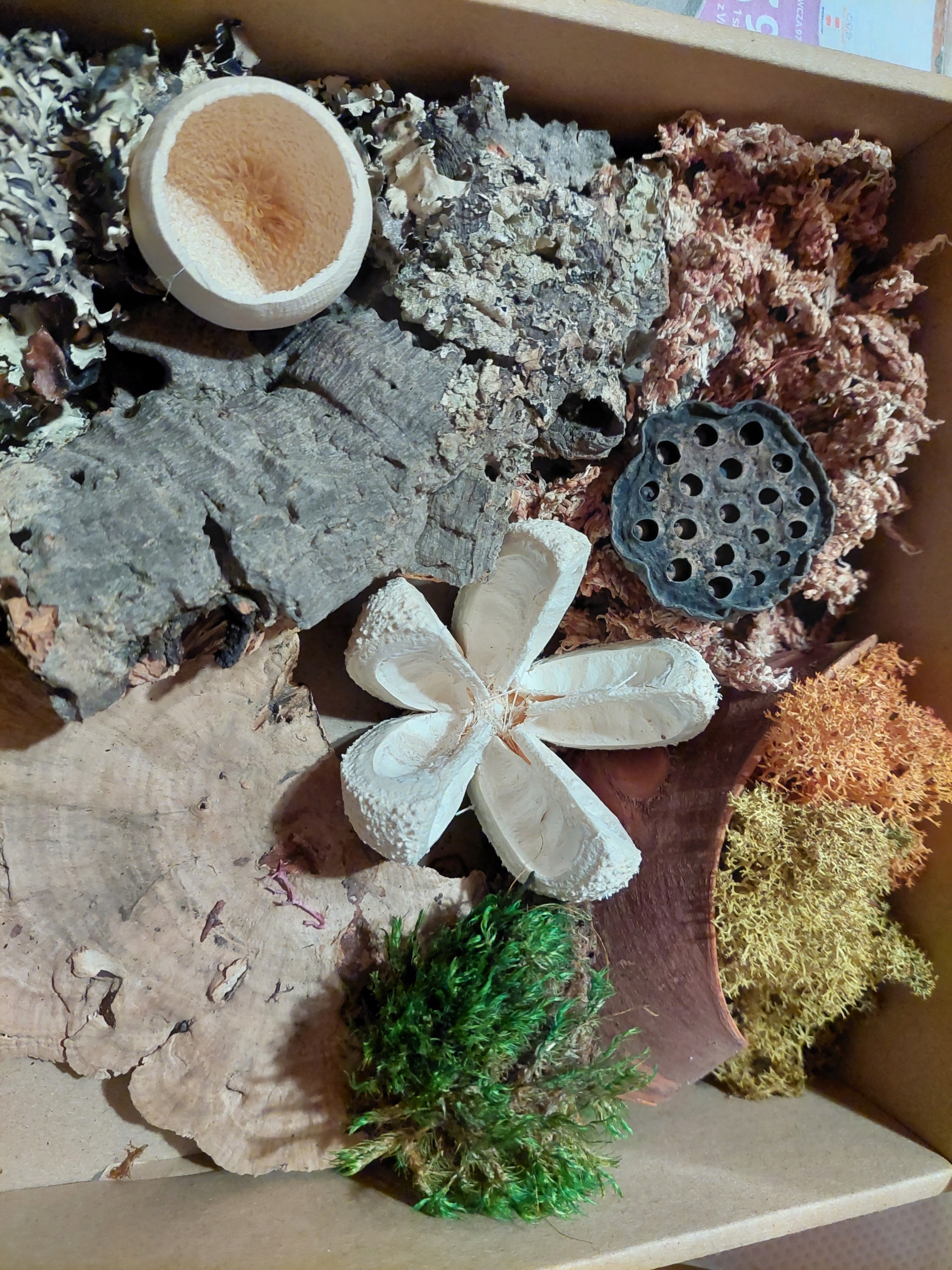 

Zestaw terrarystyczny pakiety biała stars 20x20x5