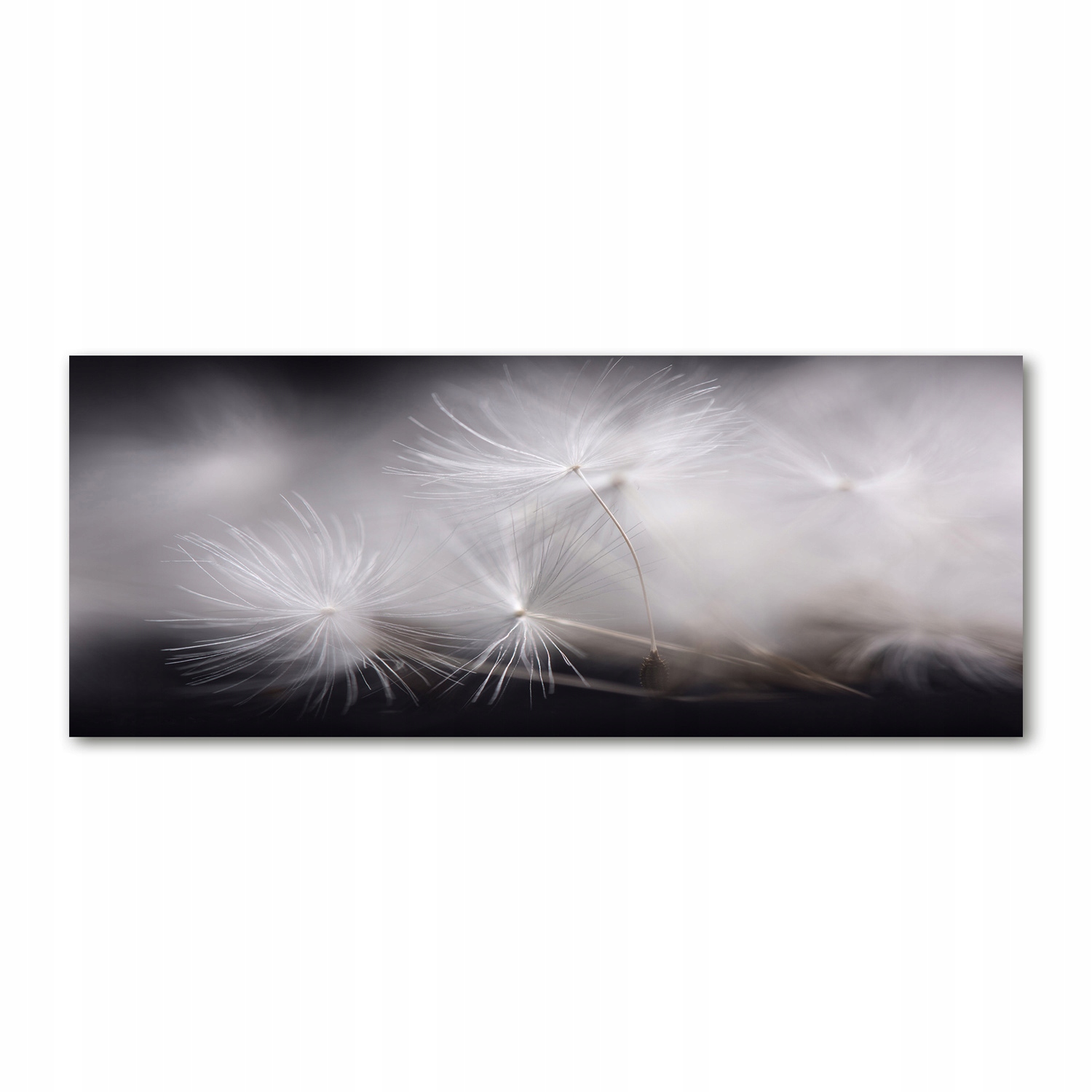 

Foto obraz szkło akryl Nasiona dmuchawca 125x50 cm