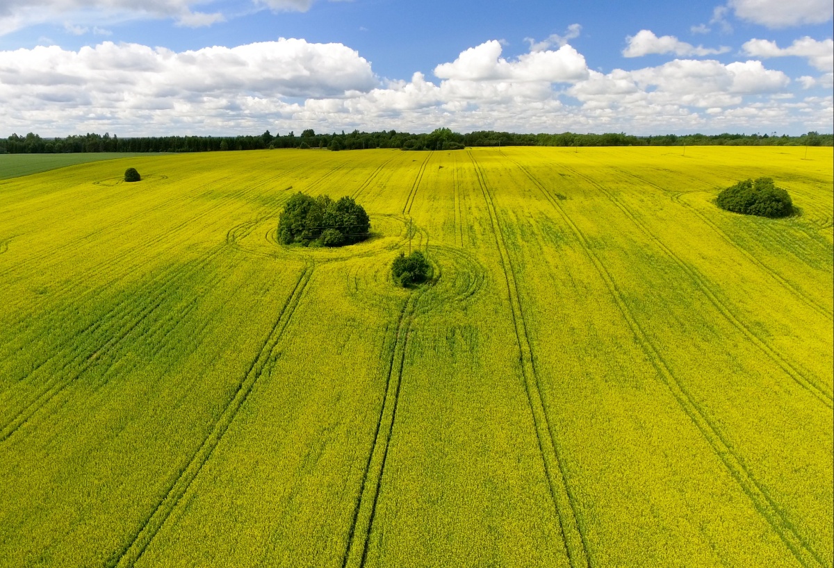 

Tapeta flizelinowa Pole rzepaku - 104x70