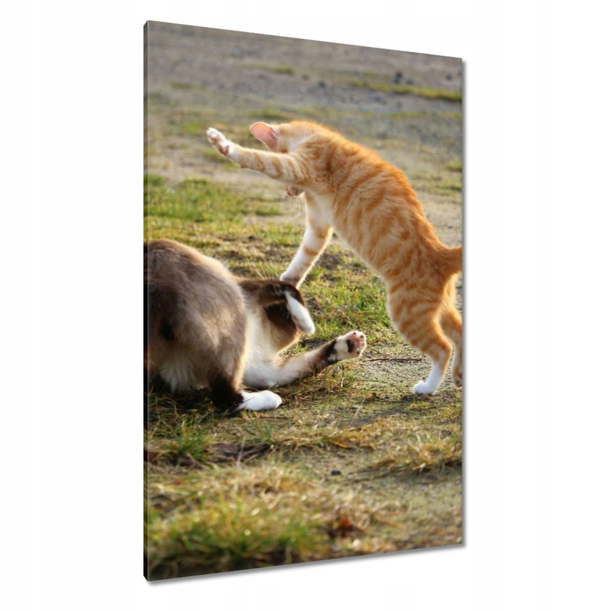 Obrazy 80x120 Kočka Kočky Kicia