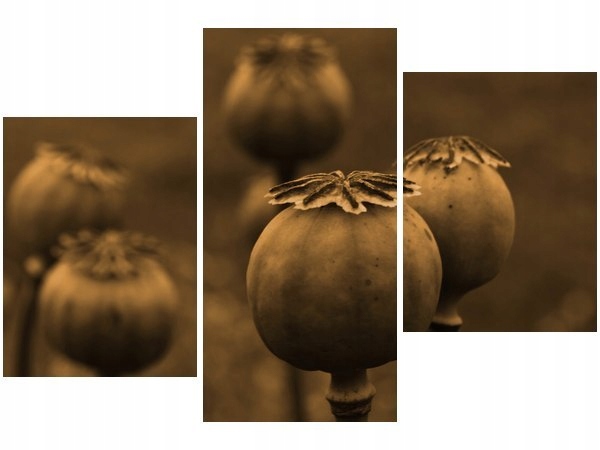 60 90cm obraz 3 elem Makówki ścienny druk płótno