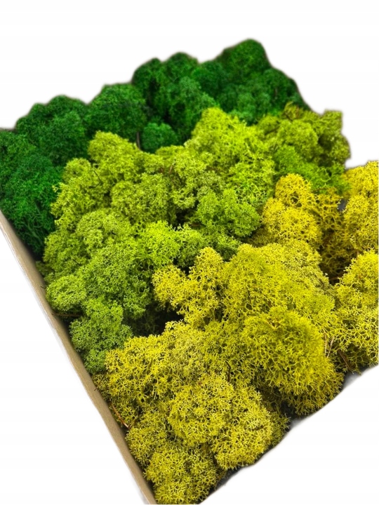 Mech Chrobotek Reniferowy MIX 3 Kolory Odcienie Zielonego Piękny