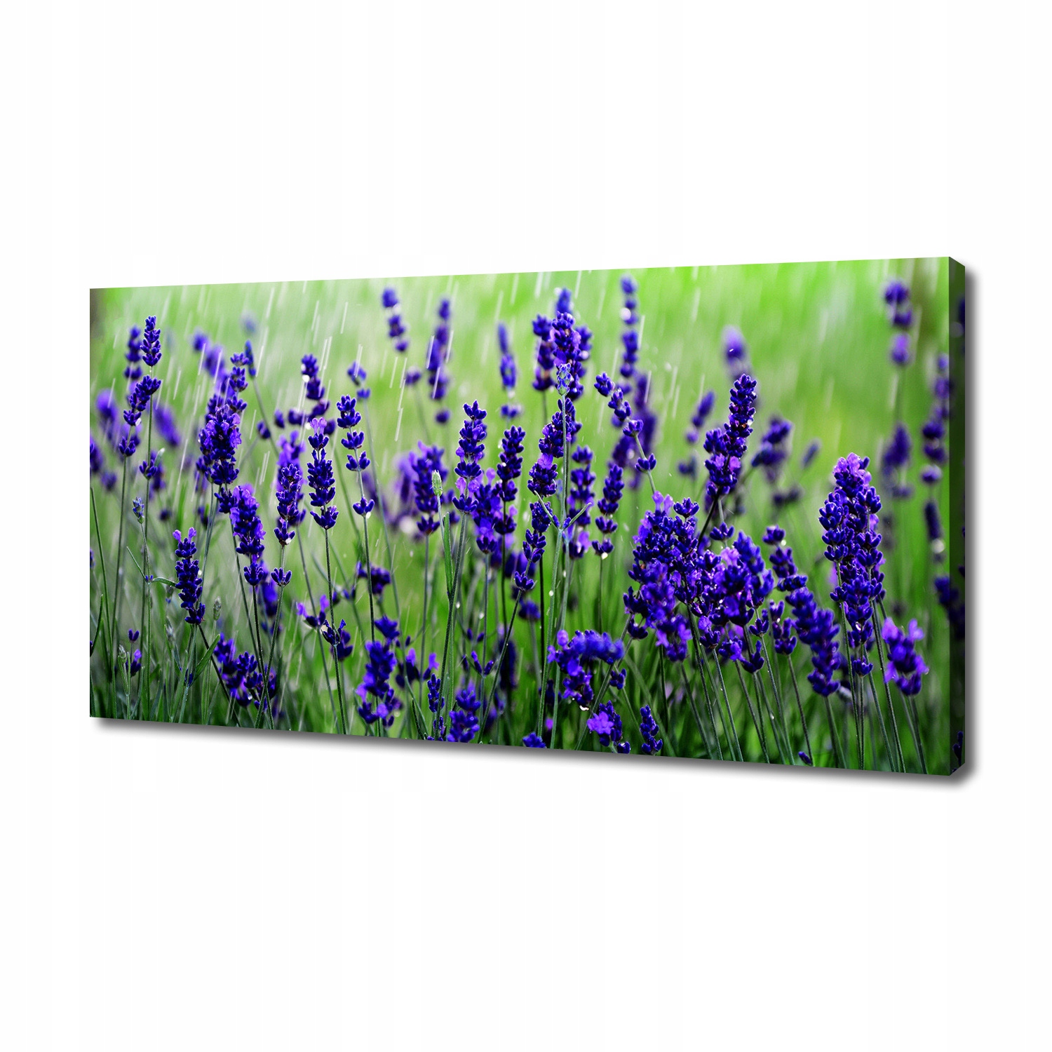 

Foto obraz canvas na ścianę Lawenda 140x70 cm