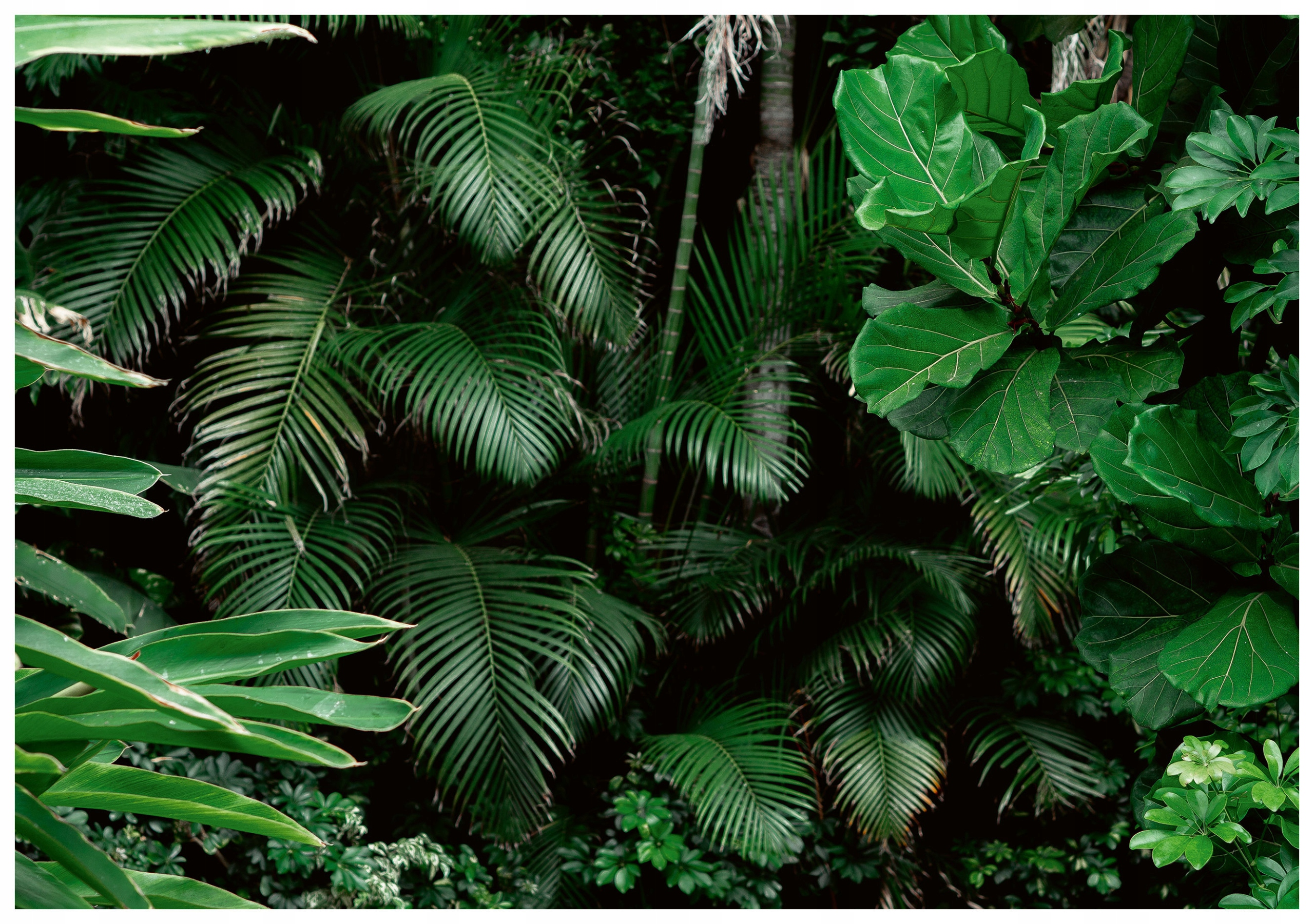 Fototapeta Zelené trópy Listy paliem a papradia v džungli 312x219 lepidlo