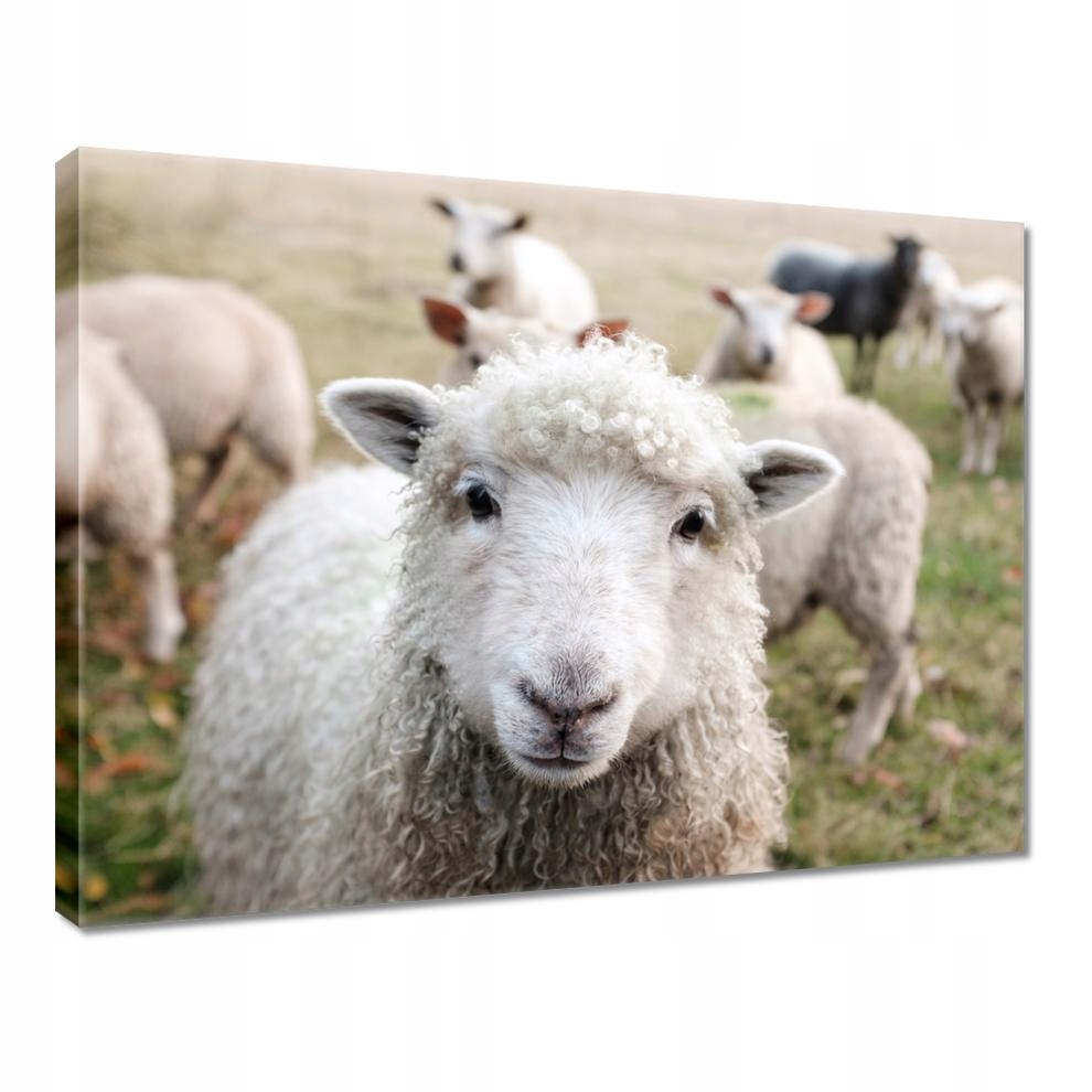 

Obrazy 40x30 Wypas owiec Owieczki Owce