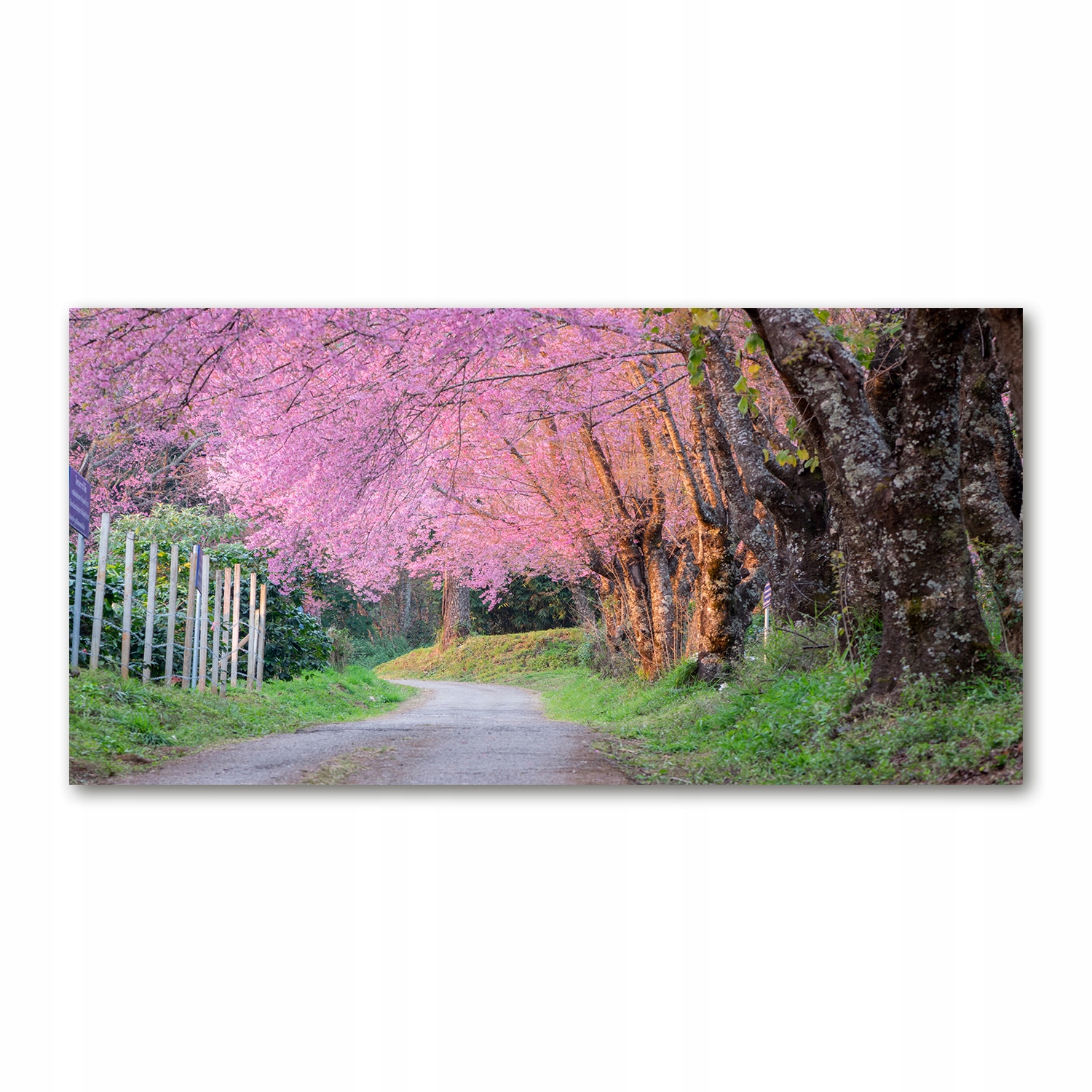 

Foto-obraz akrylowy Kwiaty wiśni zdjęcie 140x70 cm