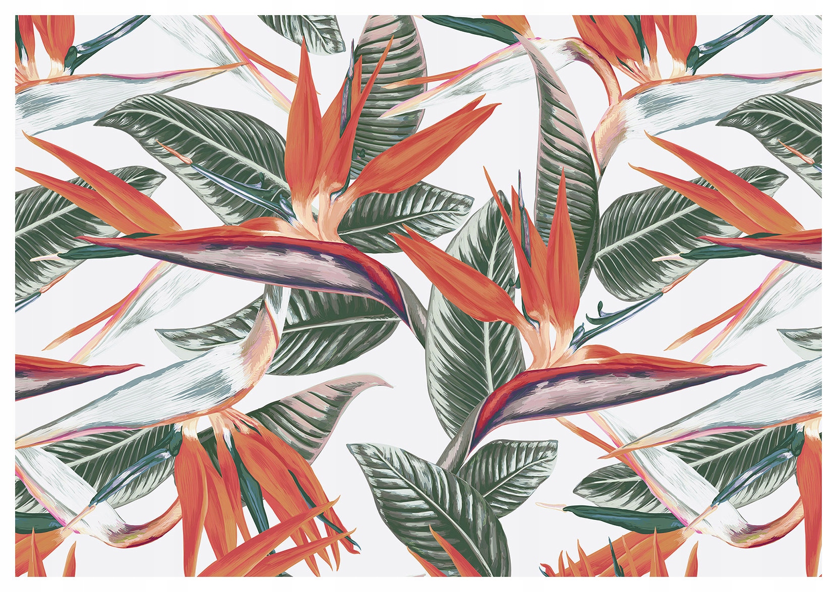 Fototapeta Strelicia exotika kvety trópy vinylová 416x254 lepidlo