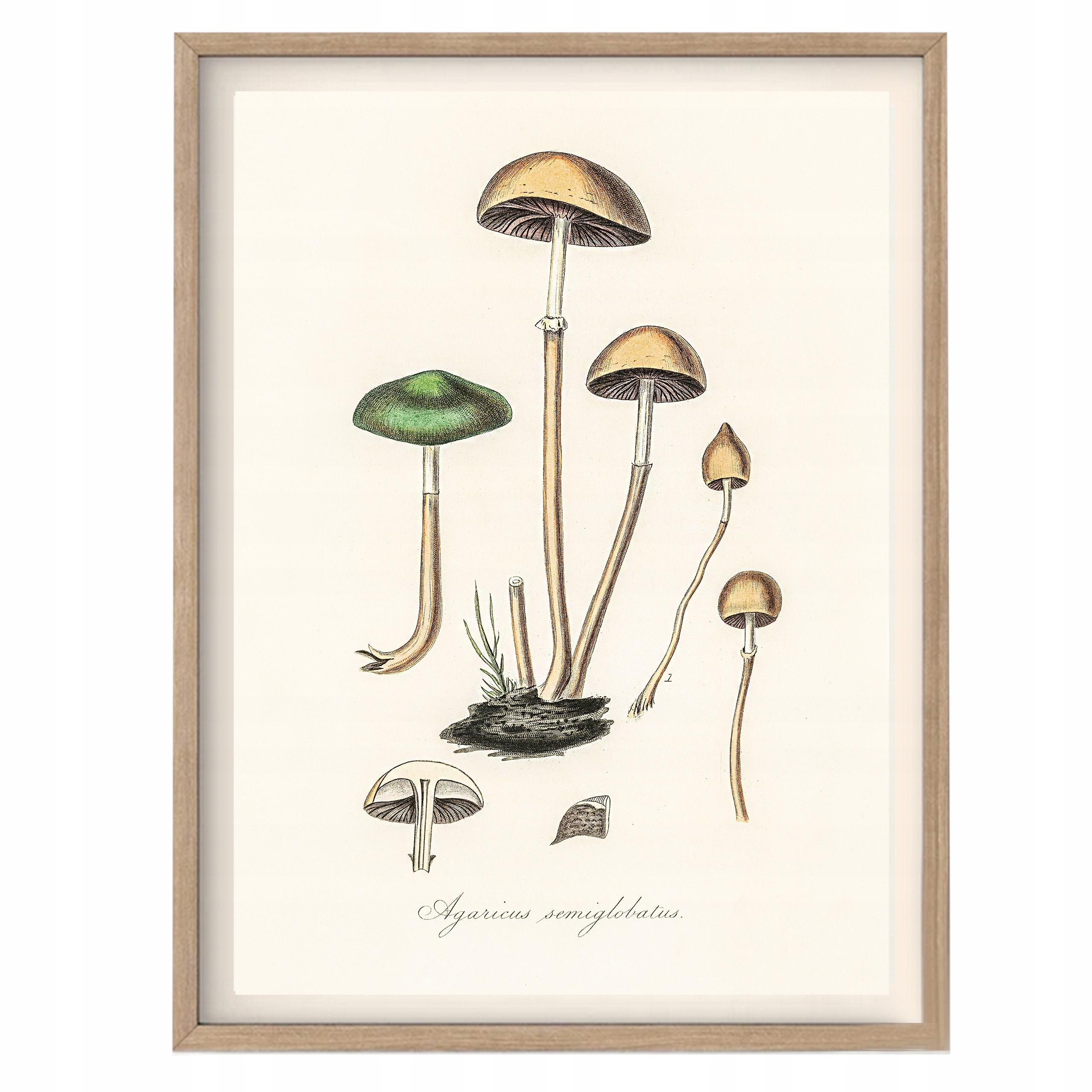 

Plakat Vintage Łasiczka Lancetowata Psilocybe A3