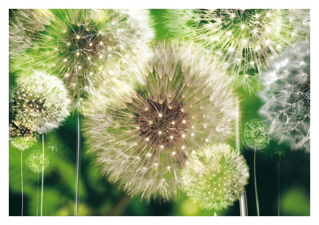 Jemné dúchadlá Makro fototapeta Nízka hmotnosť a pokoj v dome 416x254 lepidlo