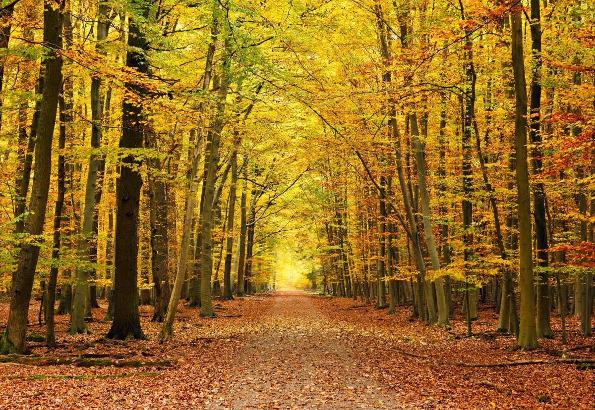

Fototapeta Flizelinowa Jesień alejka - 152x104