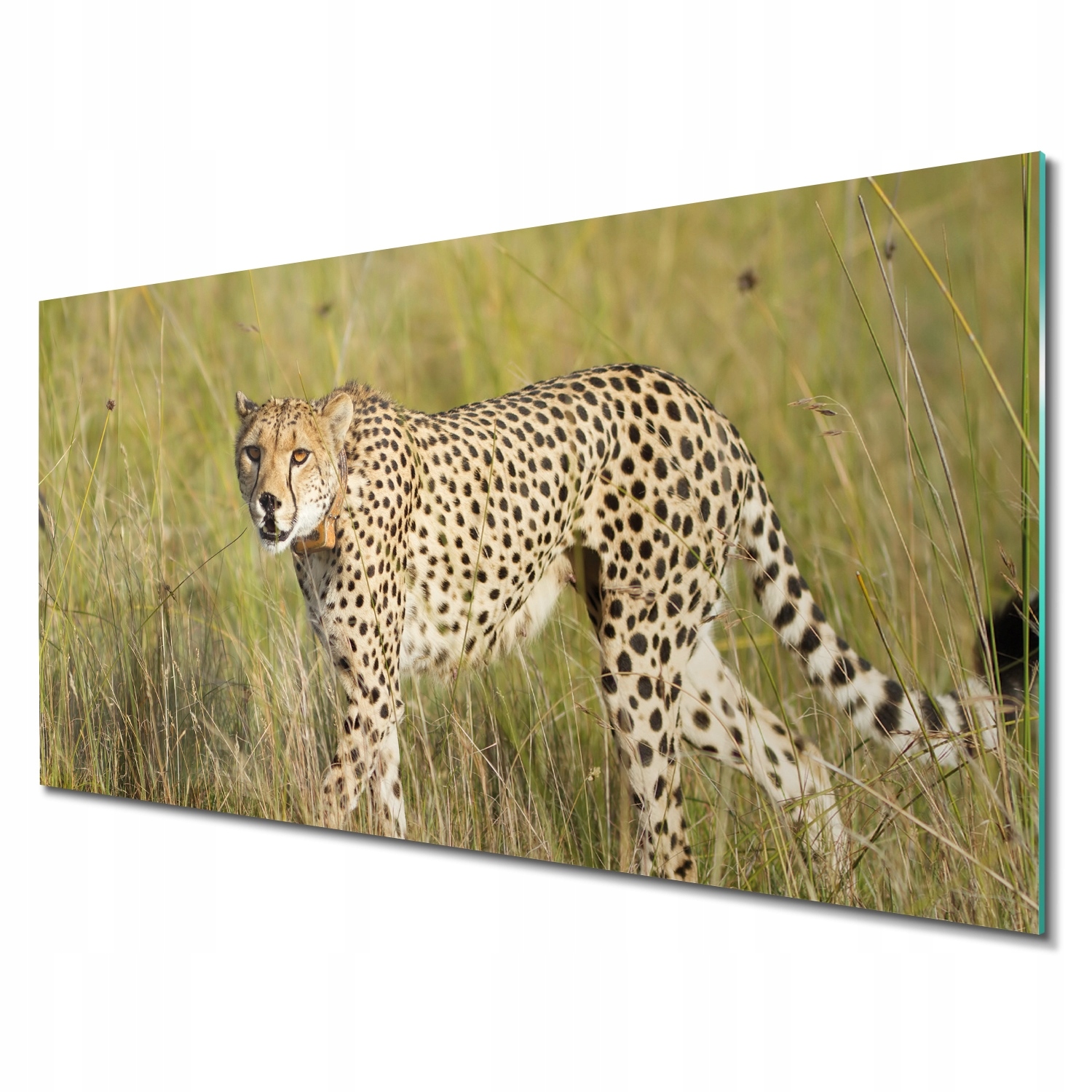 Moderní skleněné foto Gepard příroda 140x70