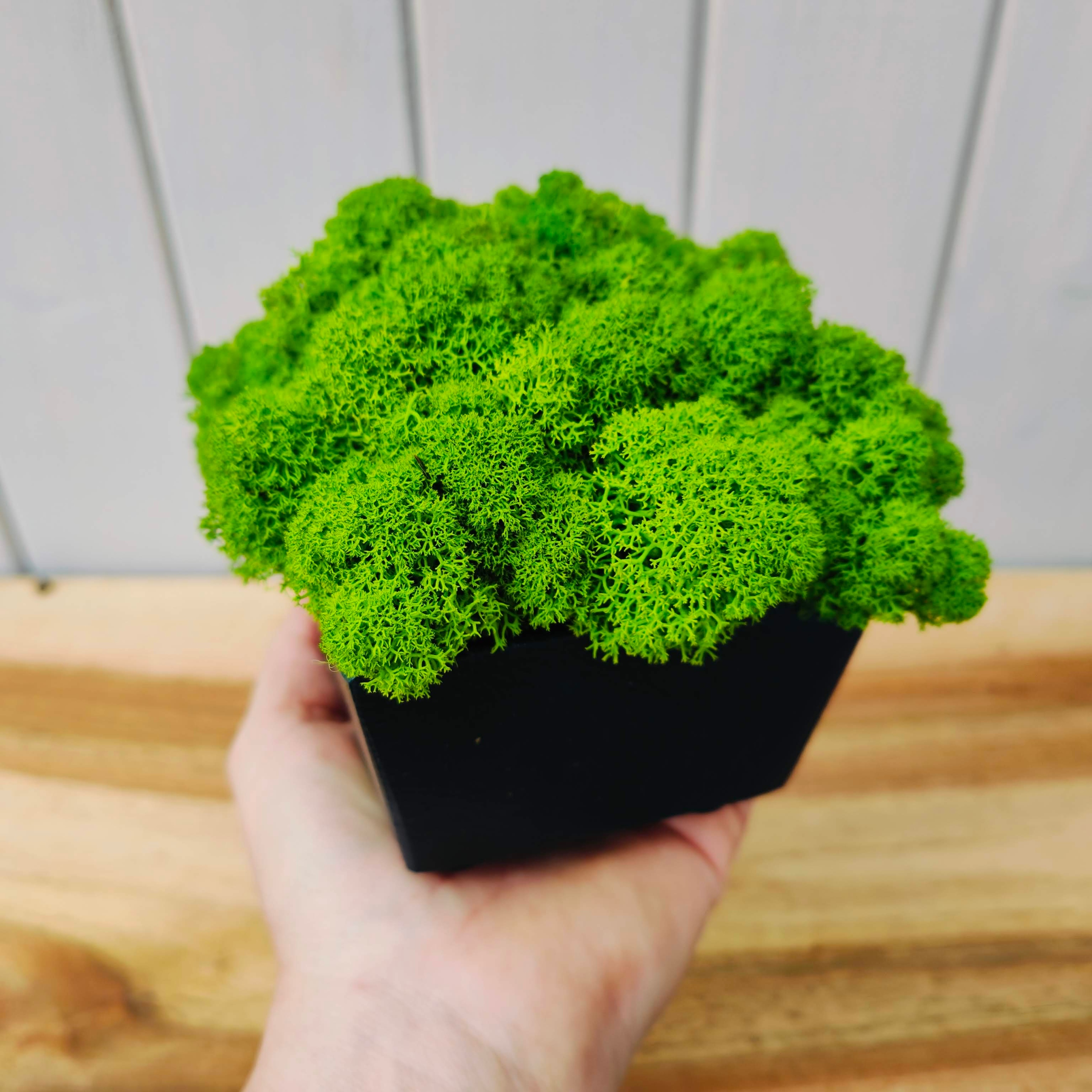 Drewniana doniczka z MCHEM CHROBOTKIEM mech chrobotek w doniczce dekoracja Forma w doniczce, pojemniku