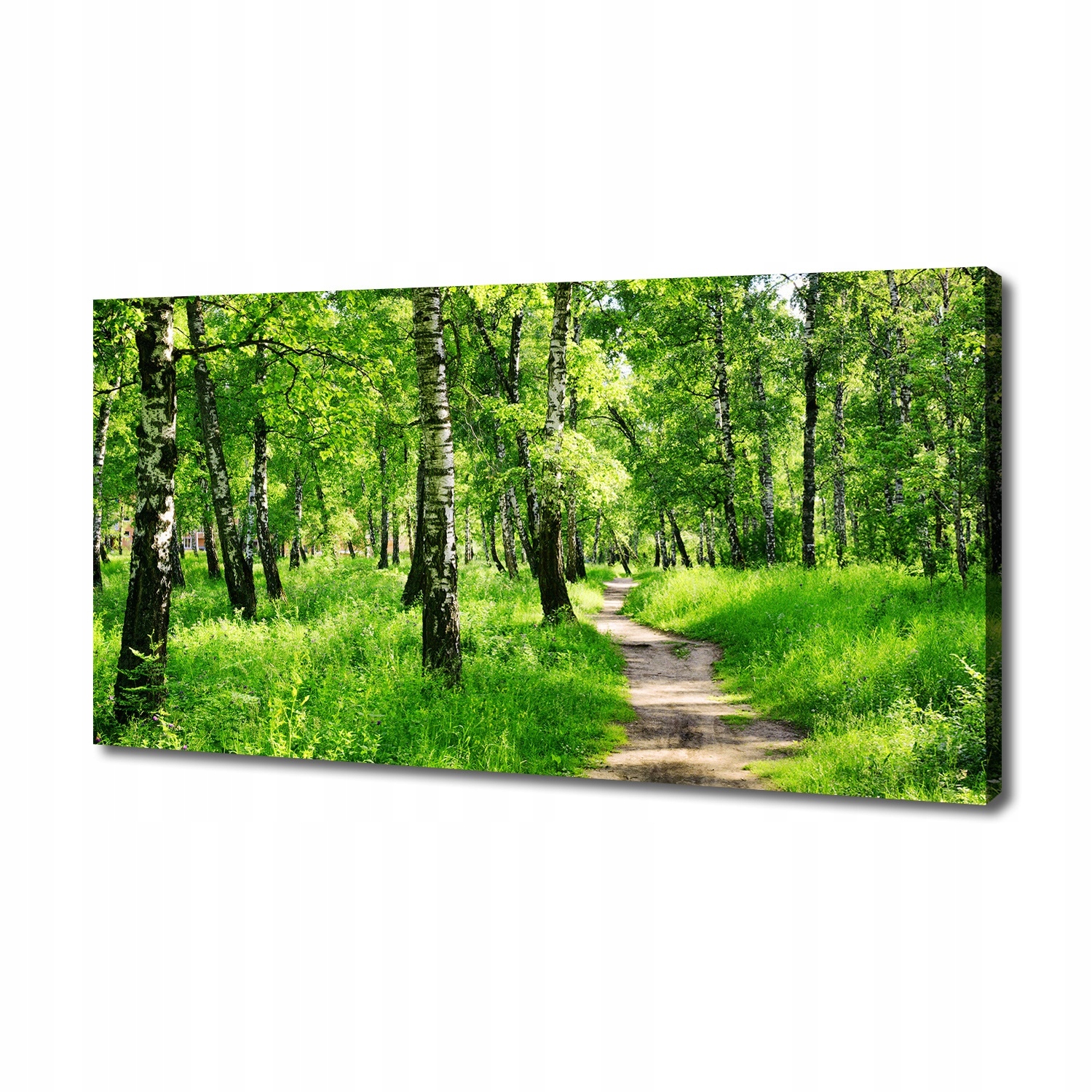 

Foto obraz duży na płótnie Brzozowy las 140x70 cm