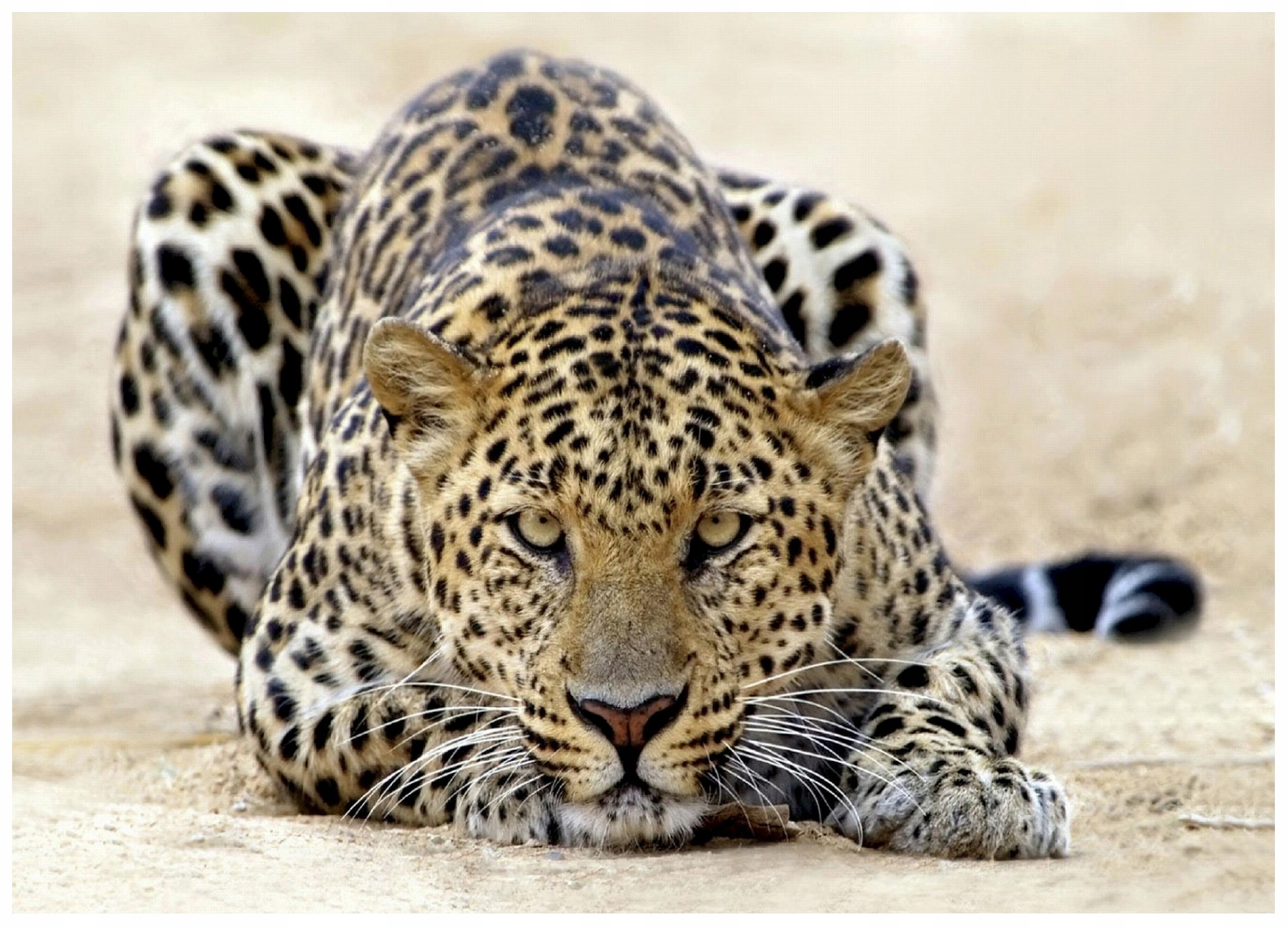 Fototapeta Jaguar Afrika Tygr Do Ložnice Obývacího Pokoje Tapeta Na Zeď 350x250
