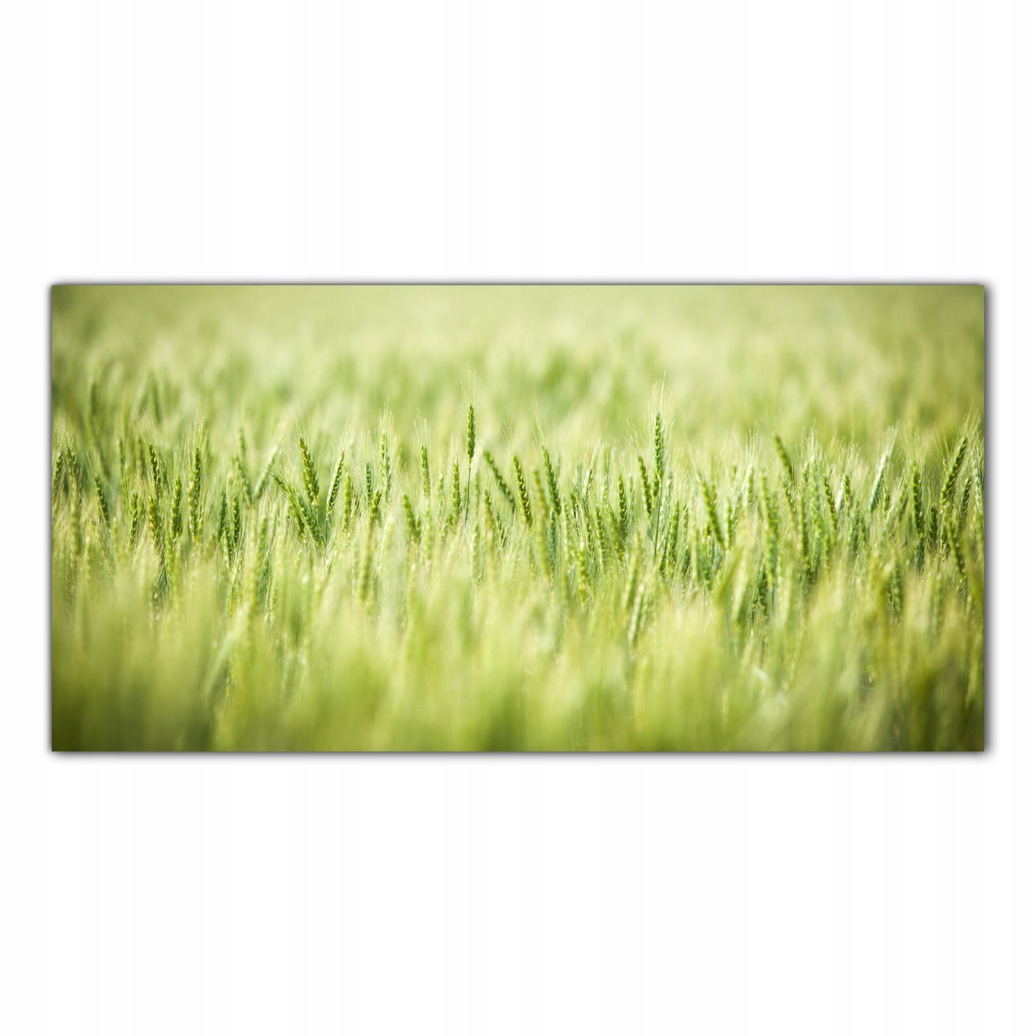Pšeničné pole Jaro 100x50 Tvrzené sklo panel