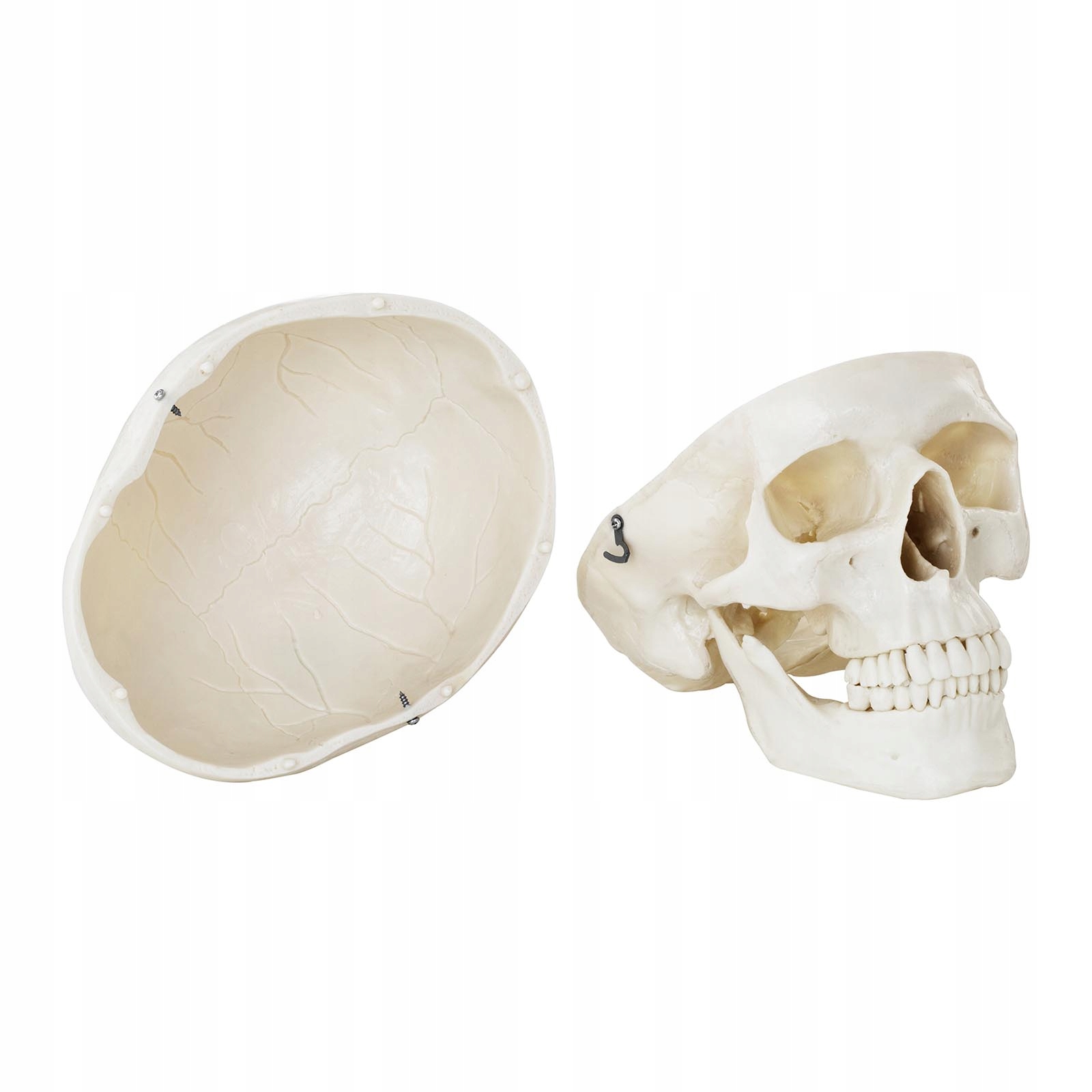 АНАТОМИЧЕСКАЯ МОДЕЛЬ ЧЕЛОВЕЧЕСКОГО ЧЕРЕПА 1: 1 МОБИЛЬНЫЙ Тип черепа