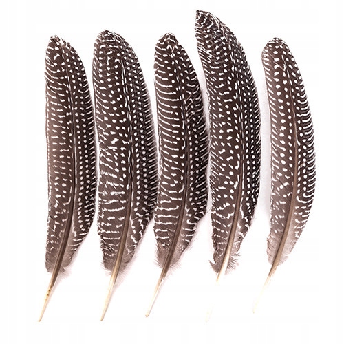 Piórka bażanta 18-20cm 5 sztuk
