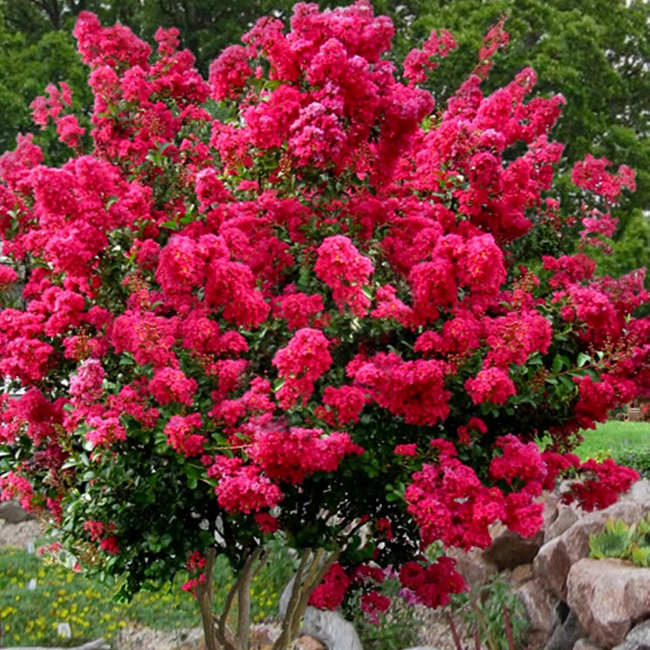 LAGERSTROEMIA INDYJSKA PETITE RED CZERWONA SADZONKA W DONICZCE P9