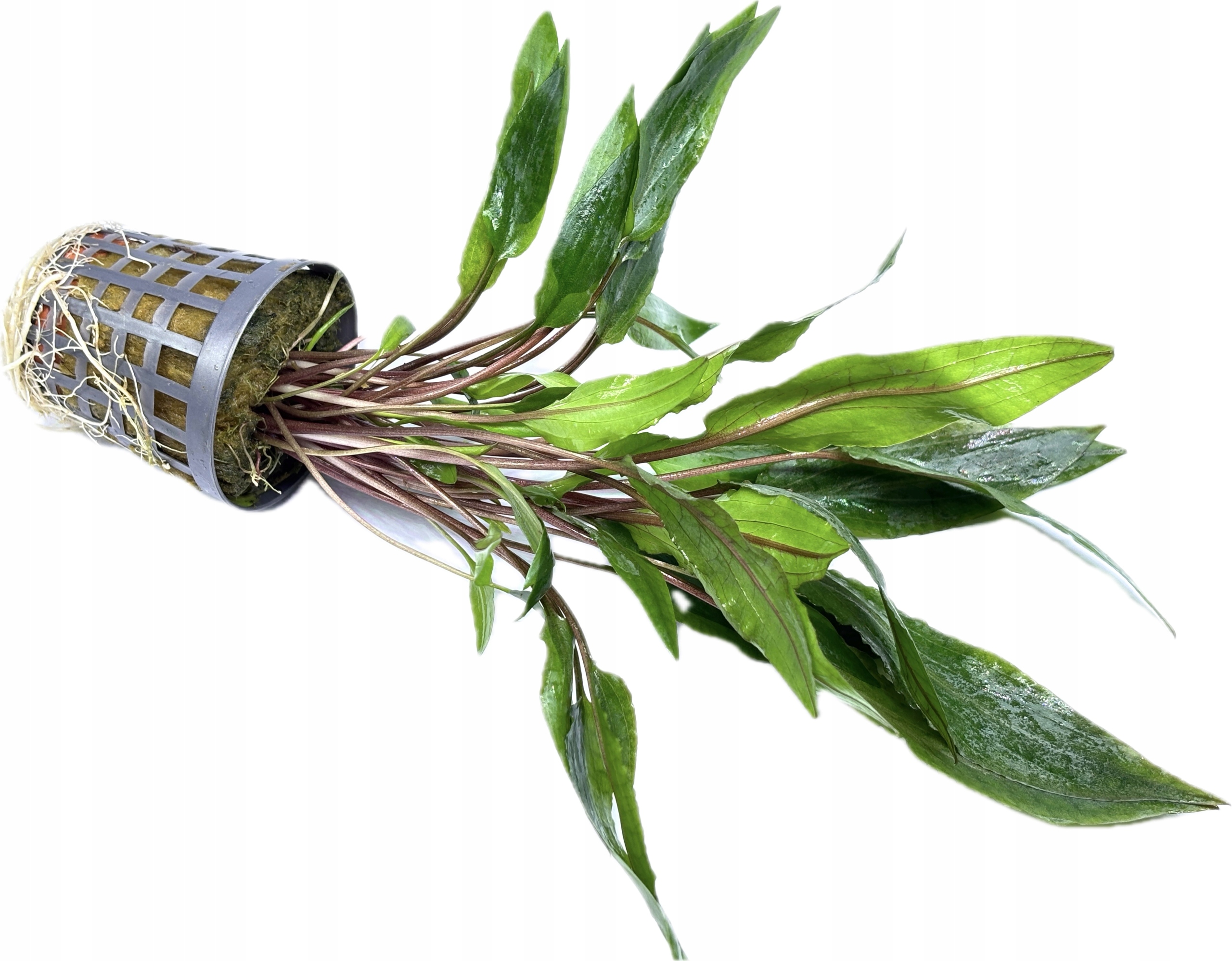 Cryptocoryne undulata [koszyk]
