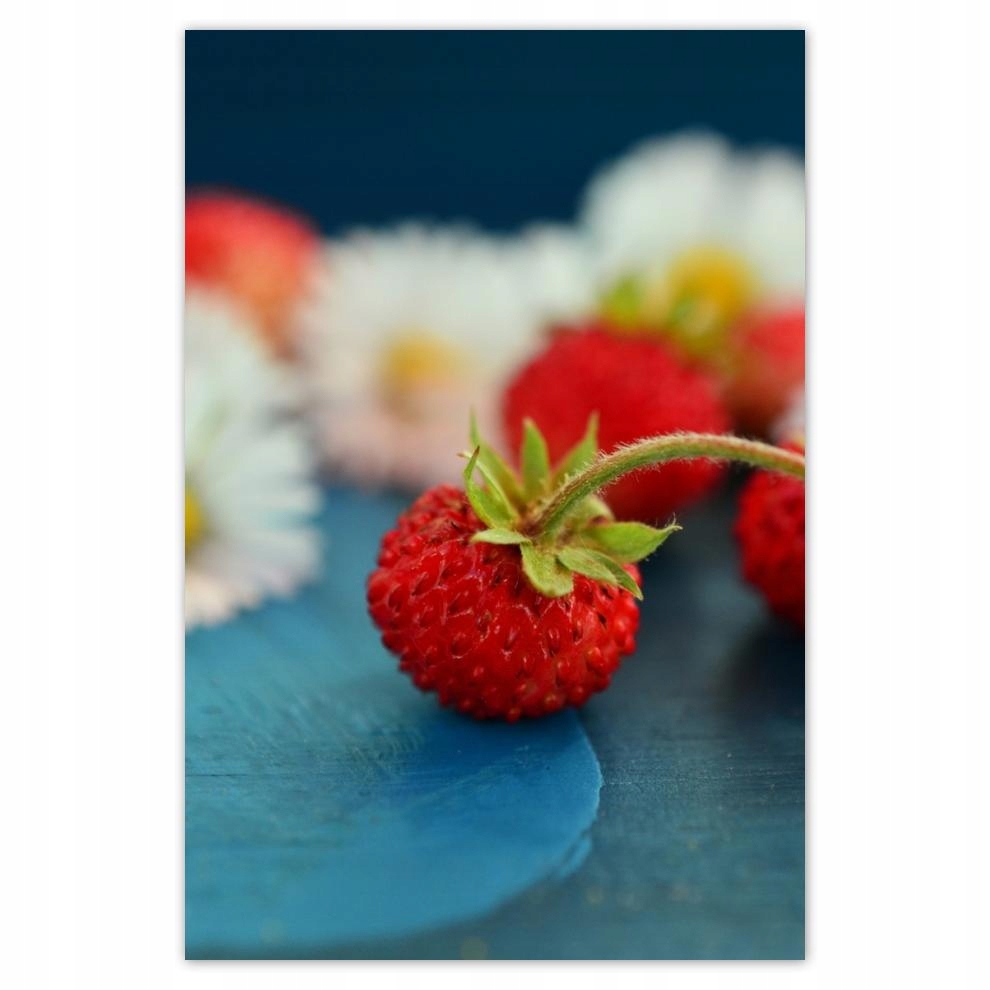 

Plakat 62x93 Poziomki i stokrotki