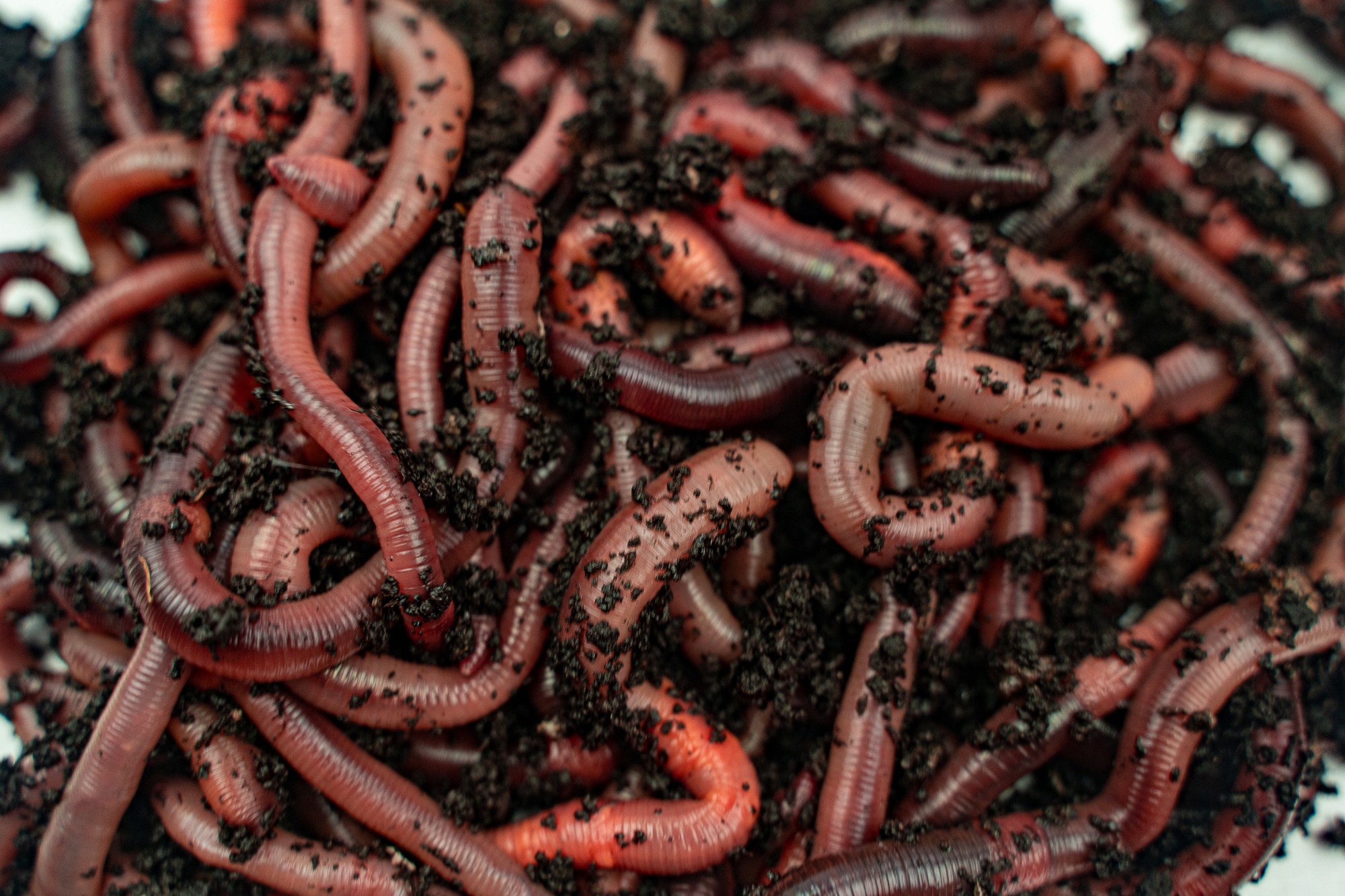 ROBAK ROSÓWKA ŚWIEŻA LIWI OPAKOWANIE 10 SZTUK Kod producenta Rosówka