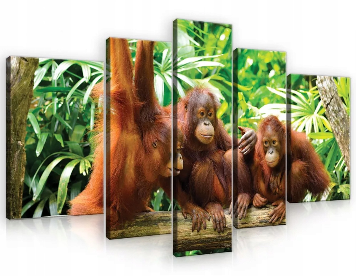 Obraz Na Plátne Canvas 170x100 Orangutan Džungľa