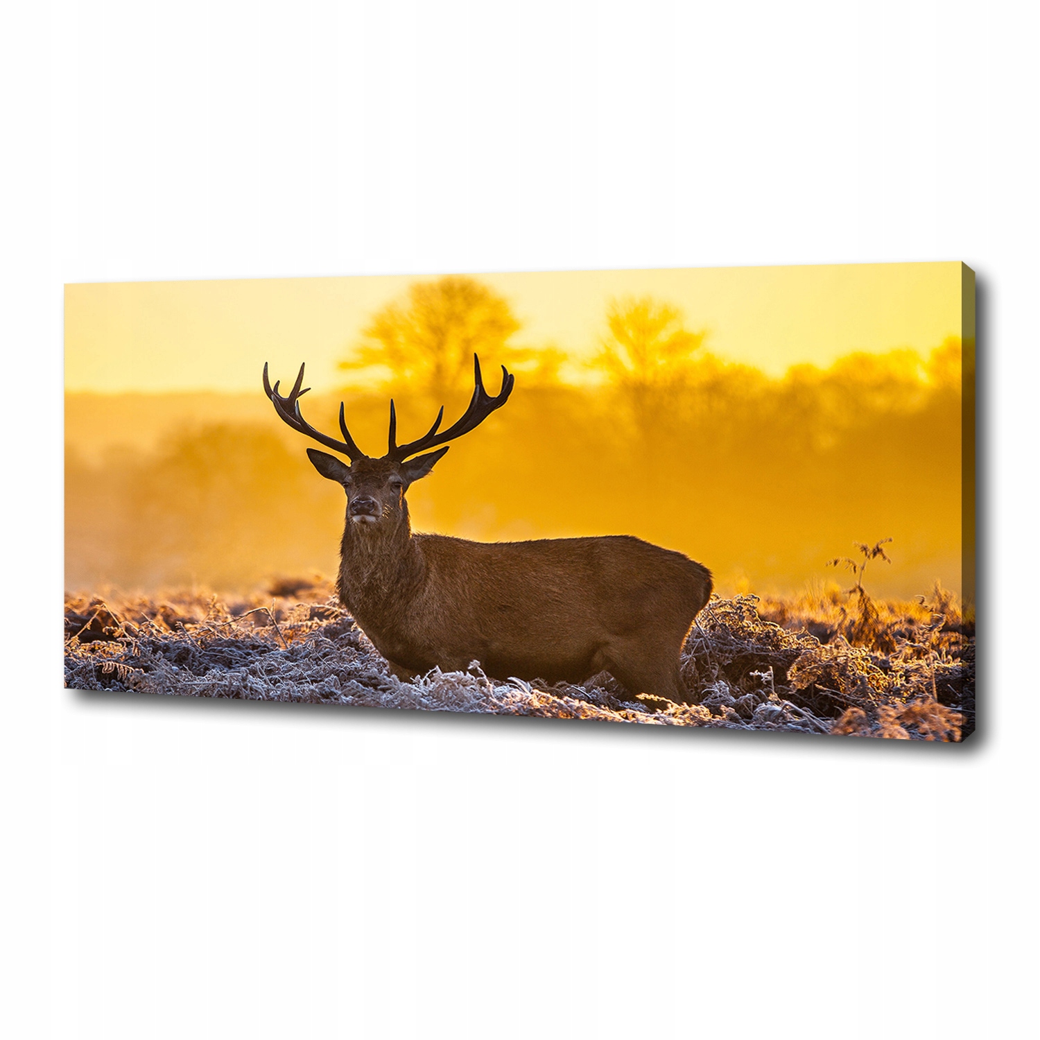 

Foto obraz na płótnie Jeleń wschód słońca 125x50cm