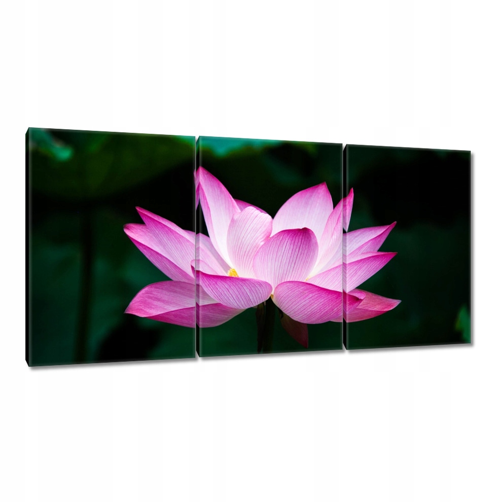 

Obrazy 120x60 Kwiat lotosu