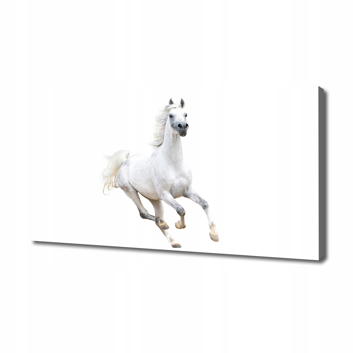 

Foto obraz na płótnie Biały arabski koń 140x70 cm