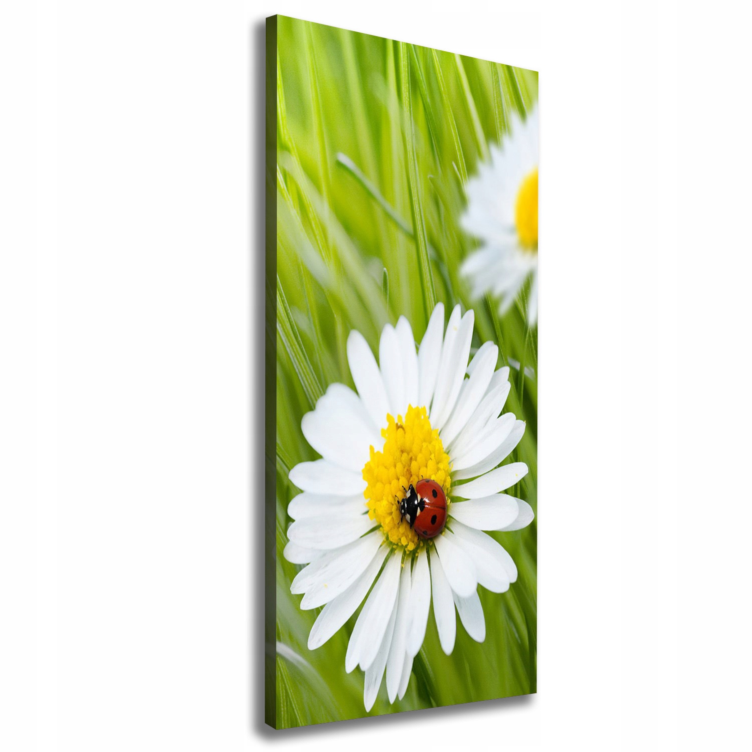 

Foto obraz na płótnie do salonu Stokrotki 50x125cm