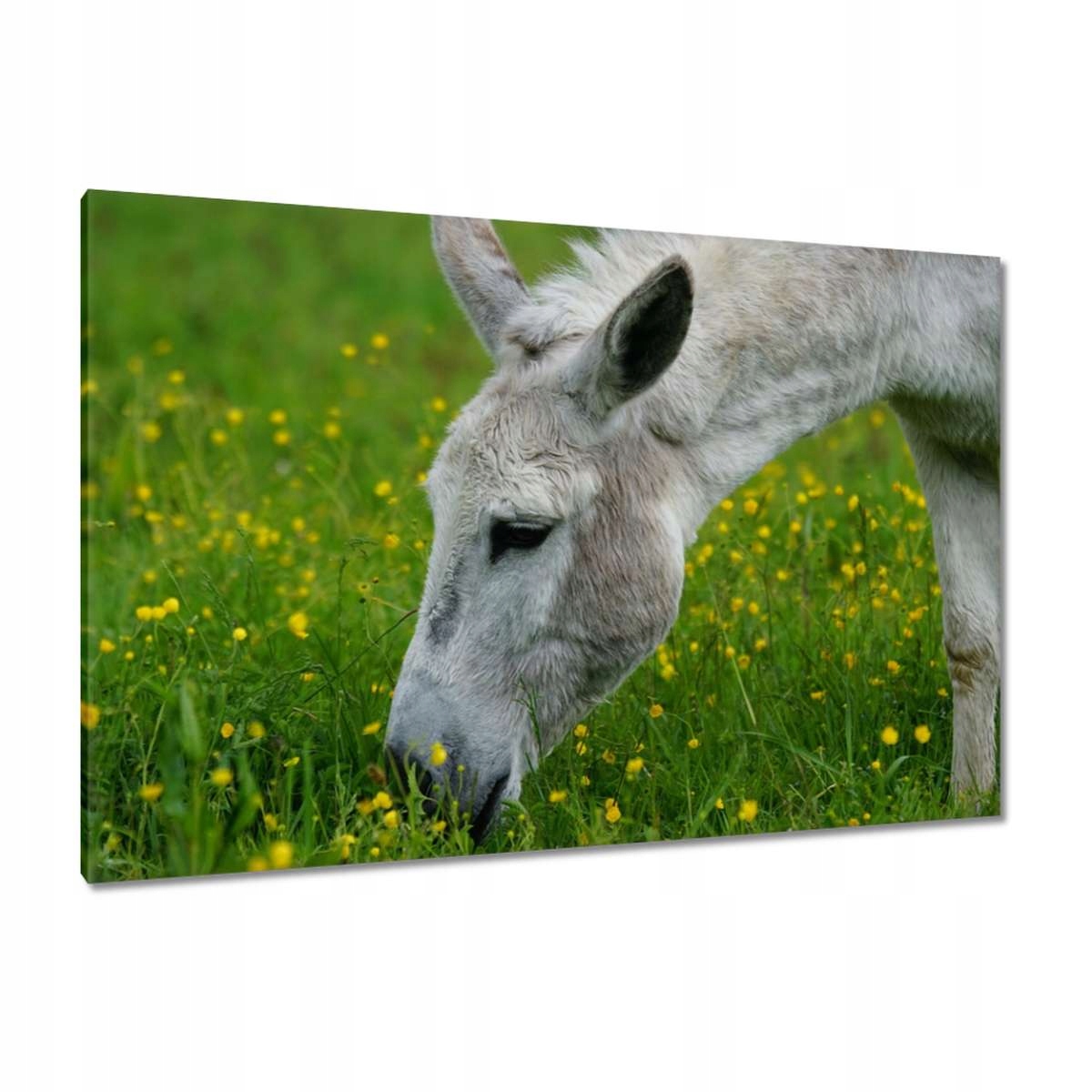 Obrazy 120x80 Dardanelský osel