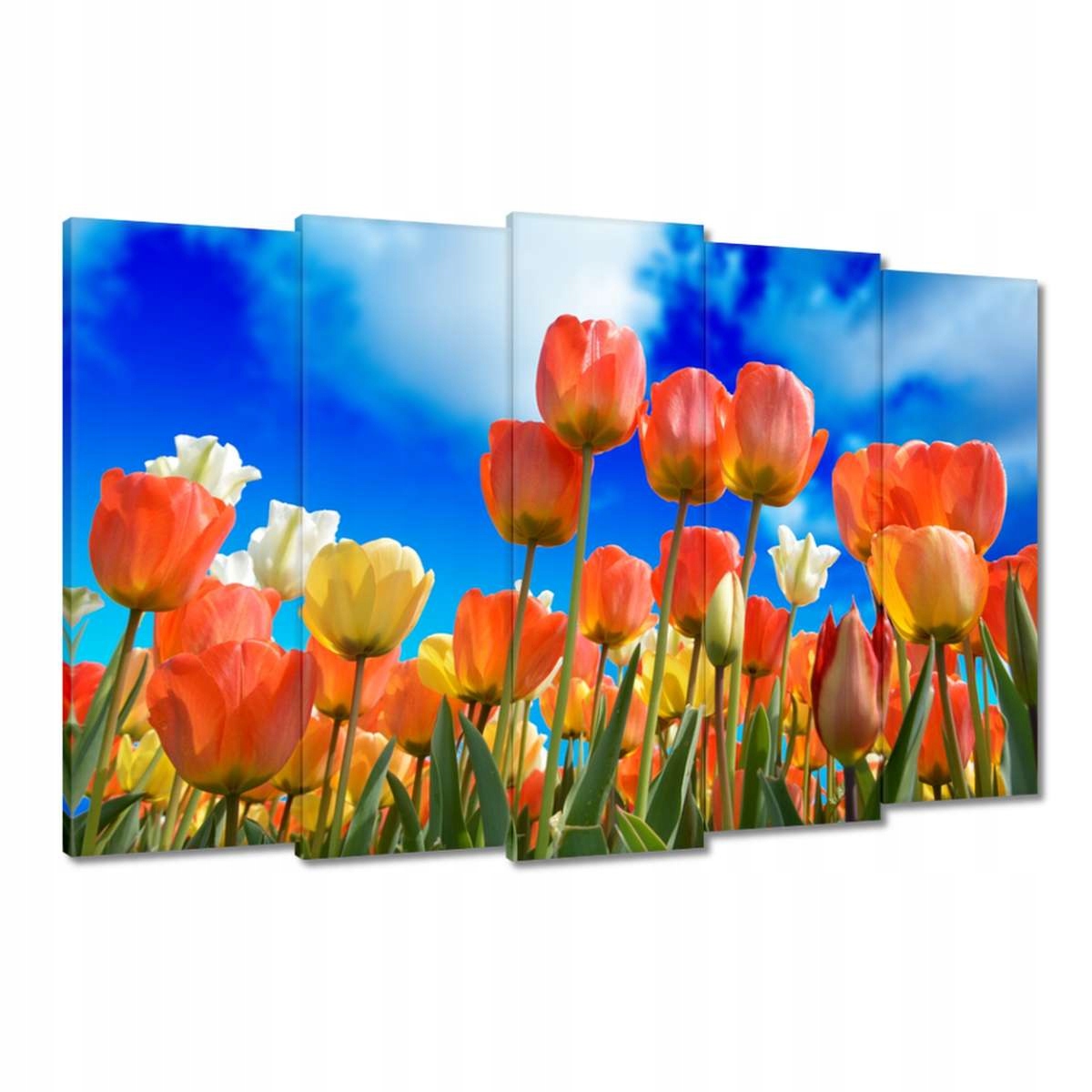 Obrazy 150x95 Barevné tulipány
