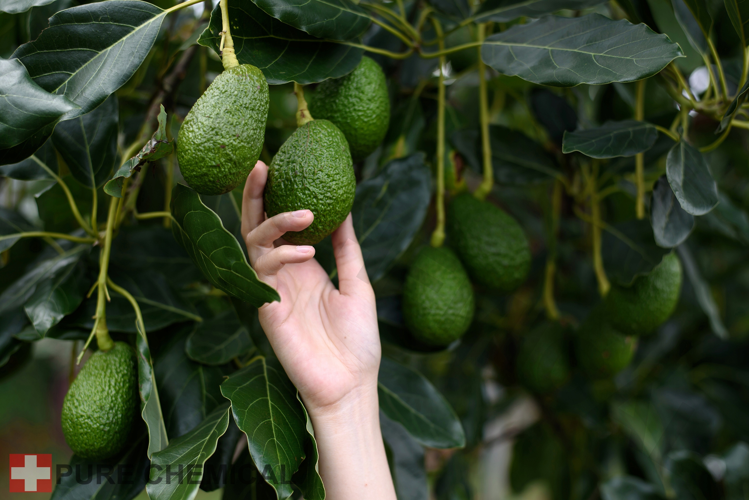 OLEJ Z AWOKADO NIERAFINOWANY NATURALNY 1000ml 1l Marka inna marka