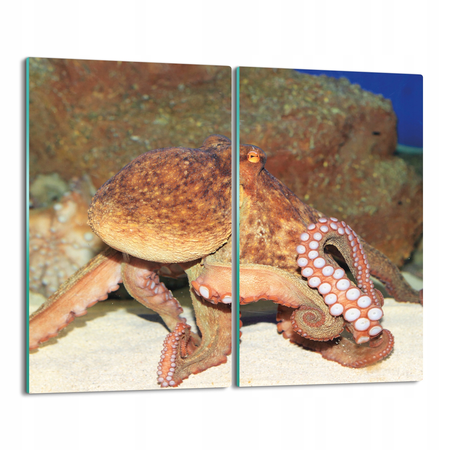 krytka splashback Chobotnice akvárium 2x 30x52