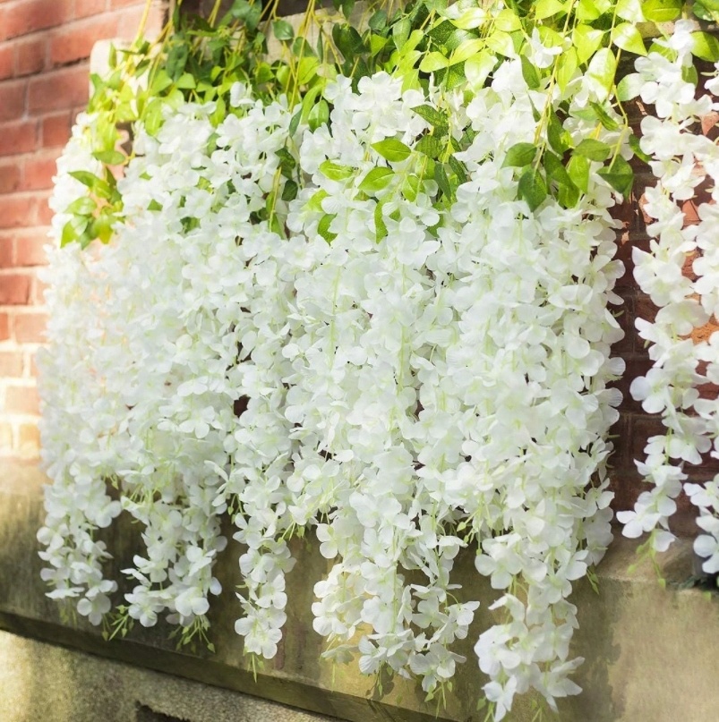 

12x Glicynia wisteria zwisy kwiatowa ściana biały