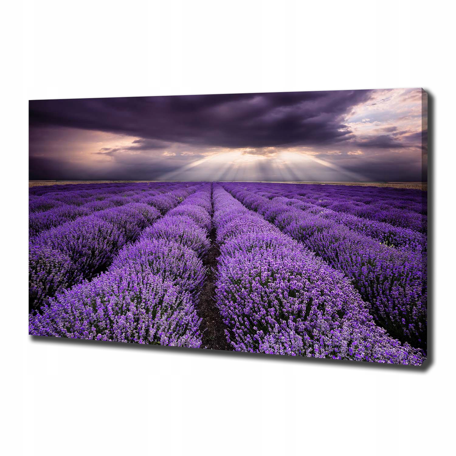 Velký foto obraz na plátně Pole levandule 100x70 cm