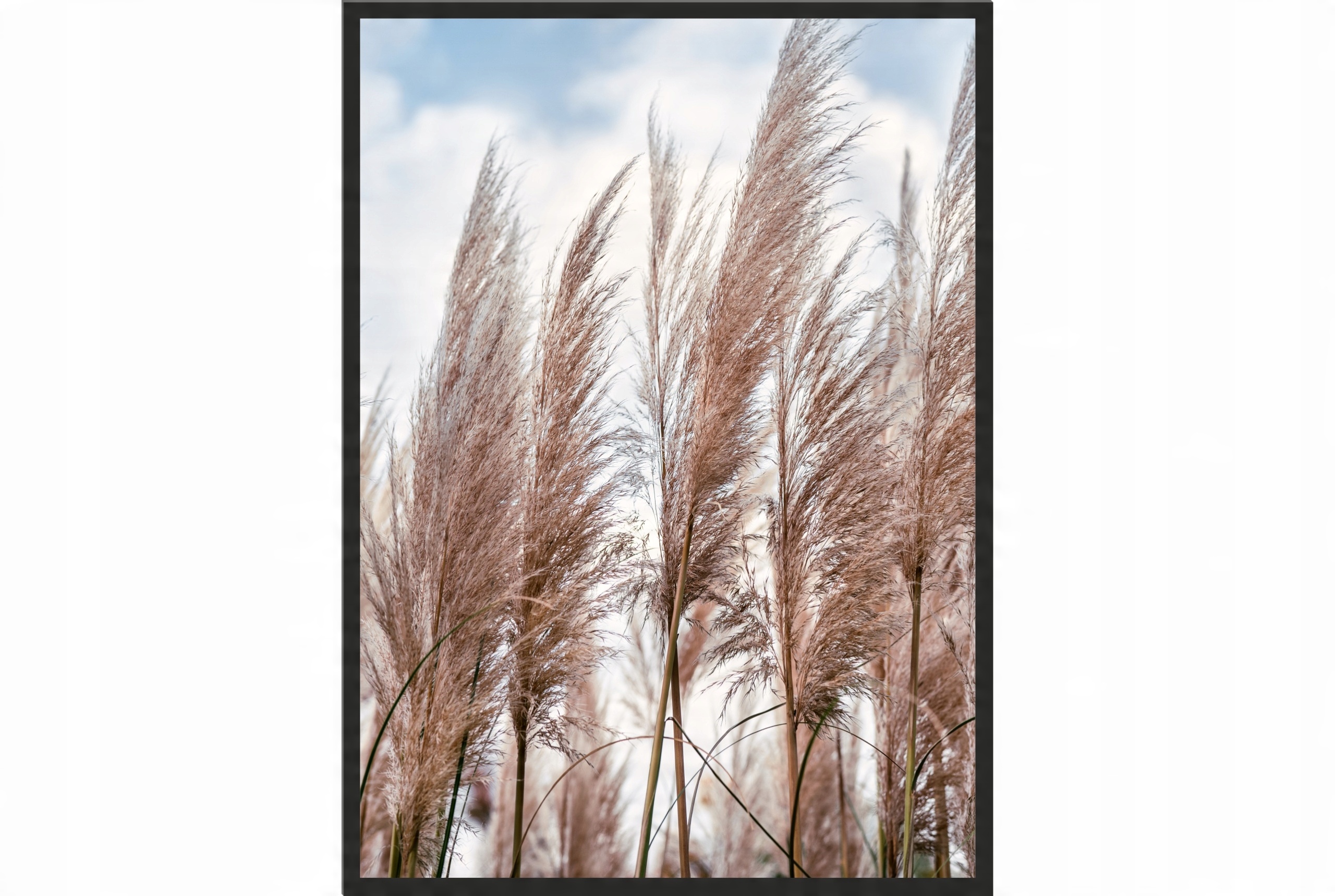 

Obraz plakat 70x50 sucha trawa boho zboże