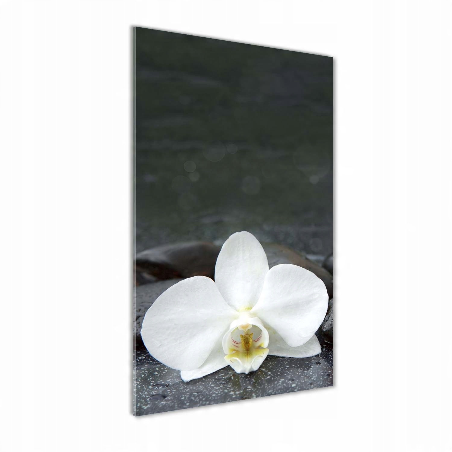 

Foto obraz na szkle Orchidea kamienie 50x100 cm