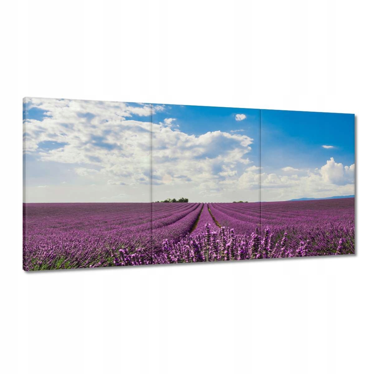 Obrazy 120x60 Pole levandule Levandule