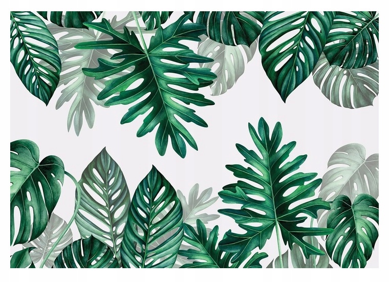 Fototapeta Listy Monstera Moderní XXL 520x318