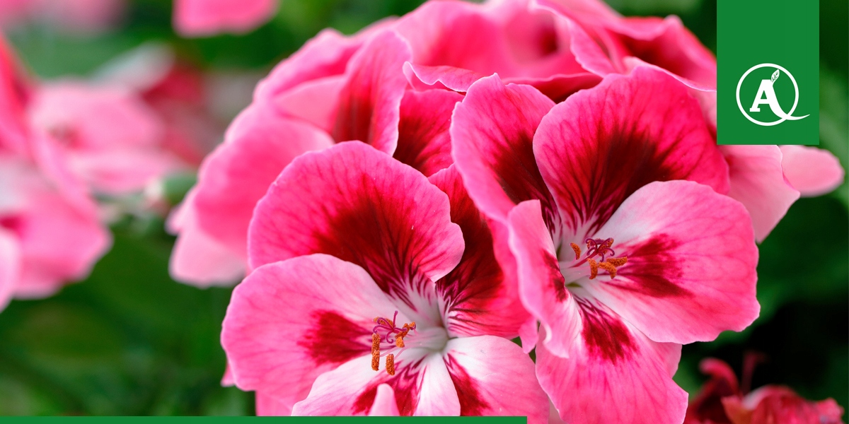 MAGUS 200 SC 500 ML NA PRZĘDZIORKA PRZĘDZIORKI WSZYSTKIE STADIA ROZWOJOWE Waga 1 kg