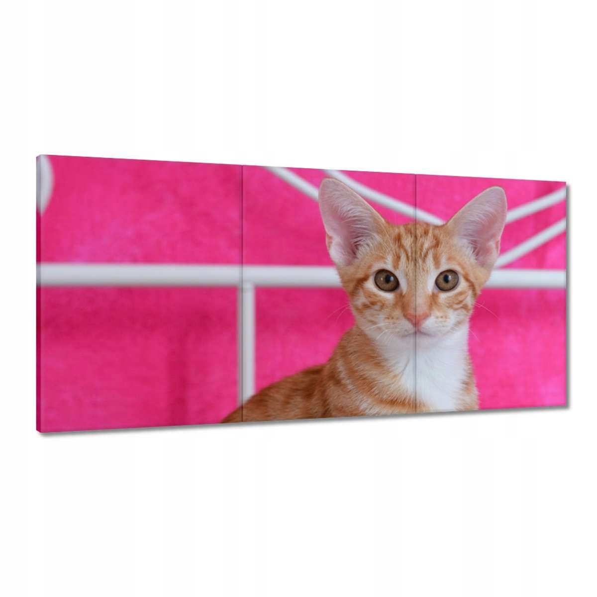 Obrazy 180x90 Mačiatko Mačky Kicia