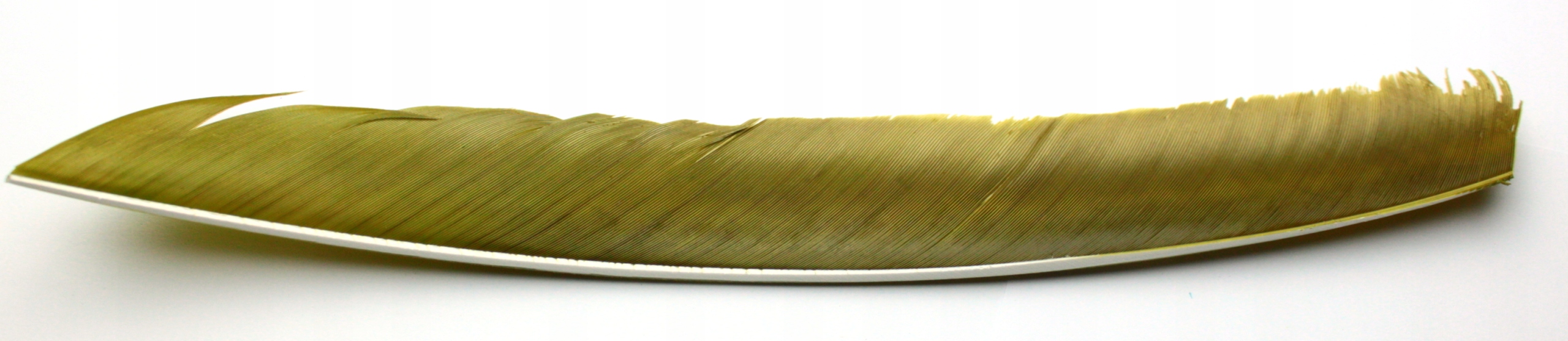 Lotki z całego pióra Bearpaw 12 szt