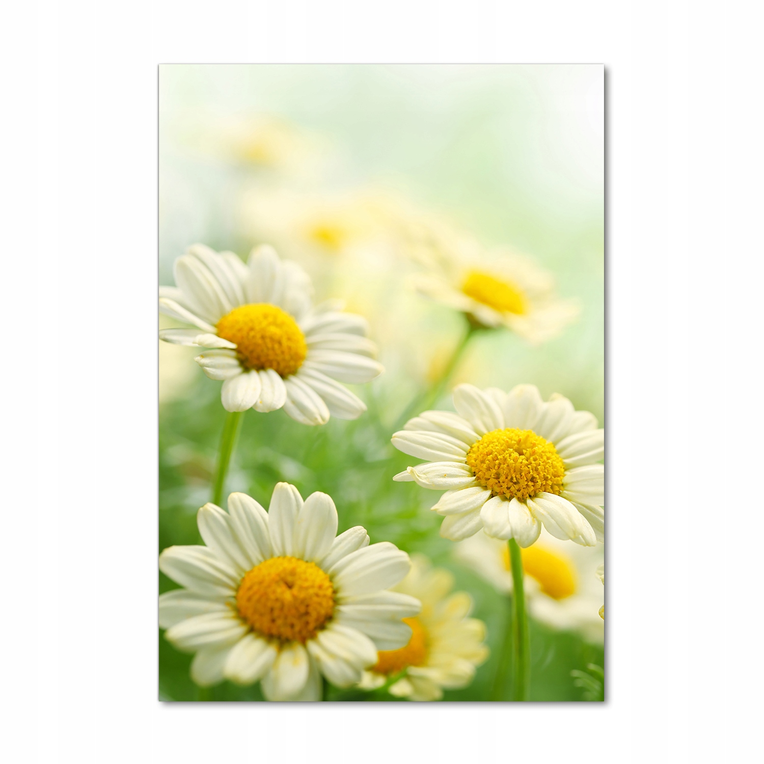 

Foto obraz szkło hartowane Stokrotki 70x100 cm