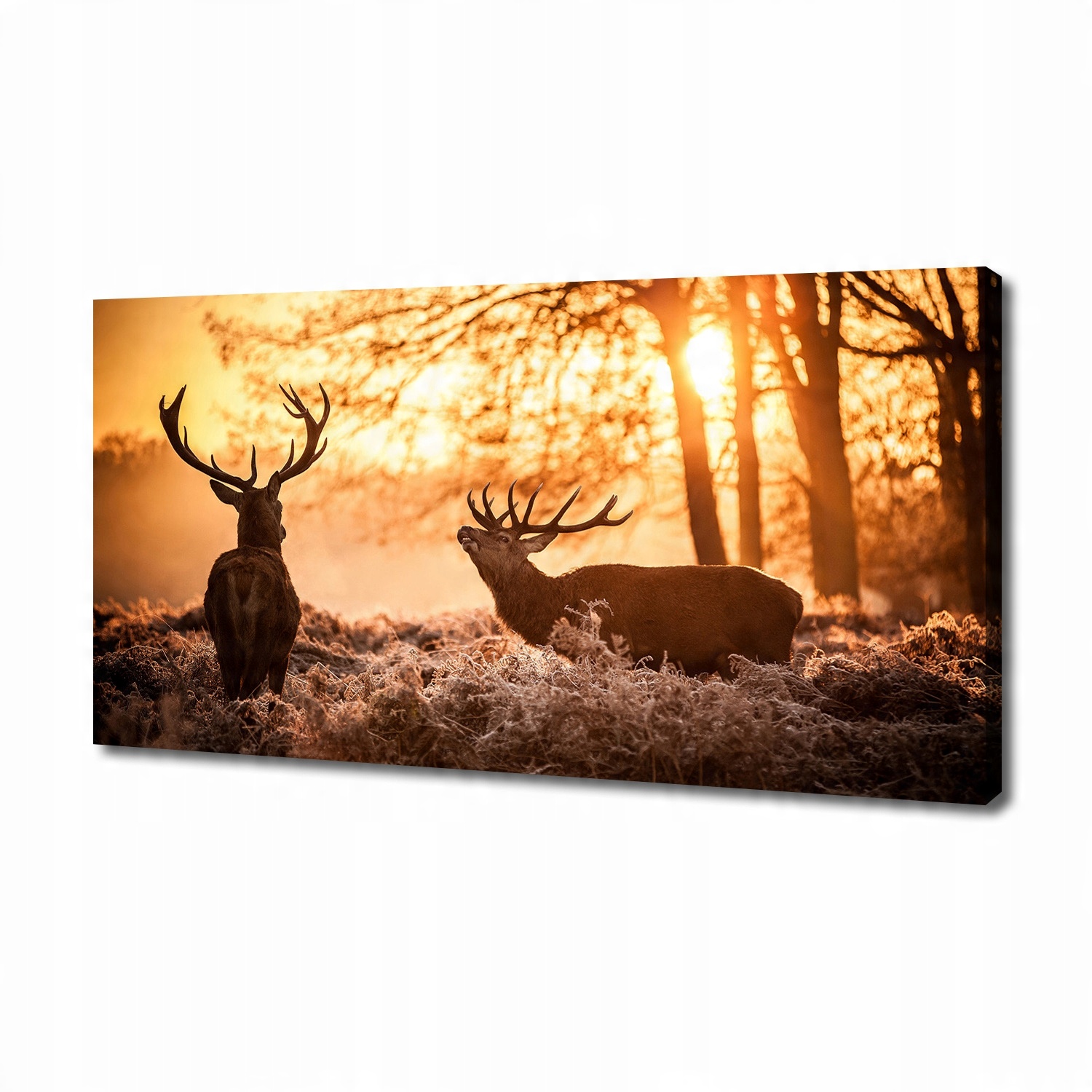 

Foto obraz na płótnie Jelenie wschód 140x70 cm