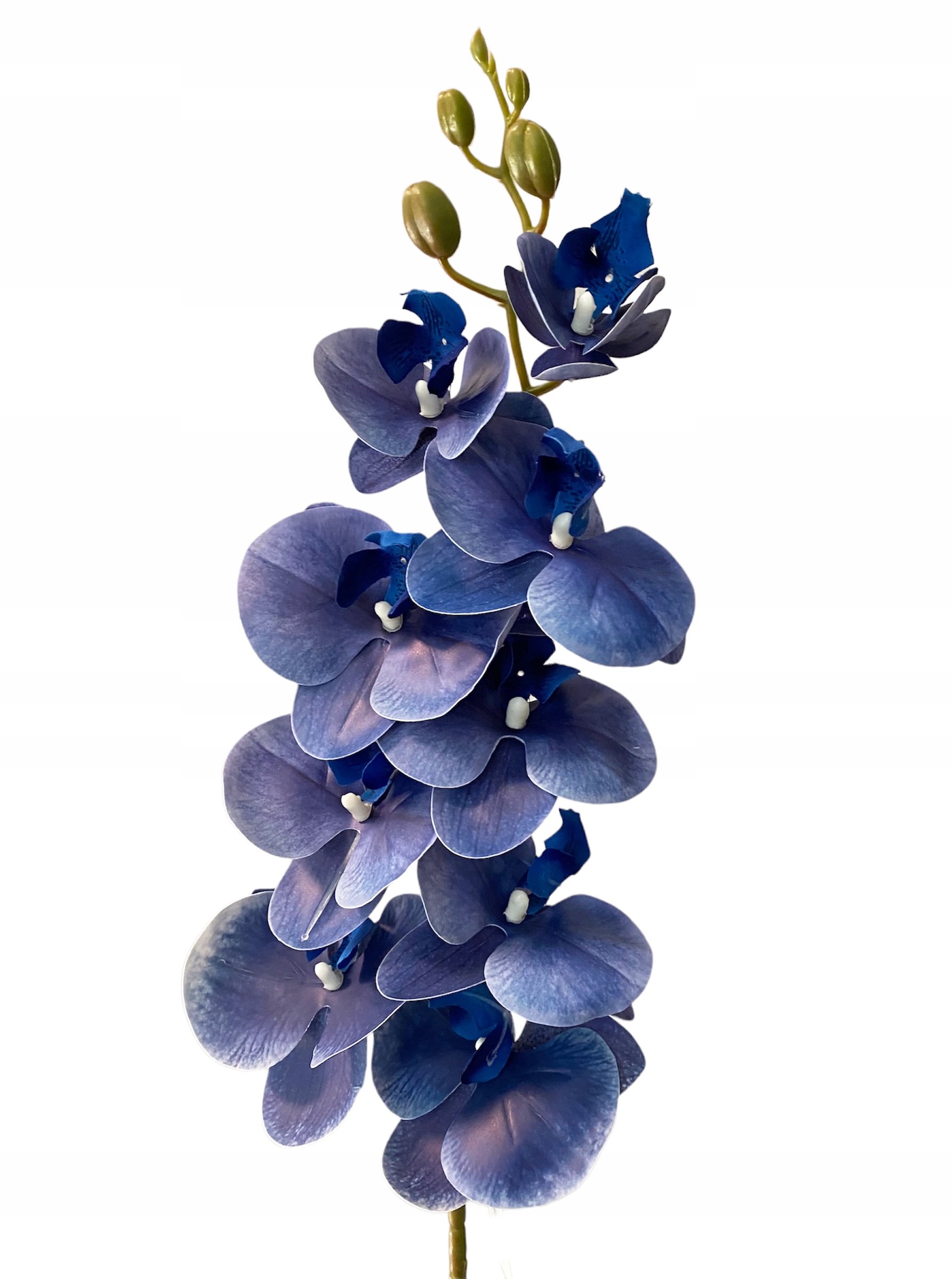 

Storczyk Niebieski Gumowany Orchi Gałązka Jak Żywy